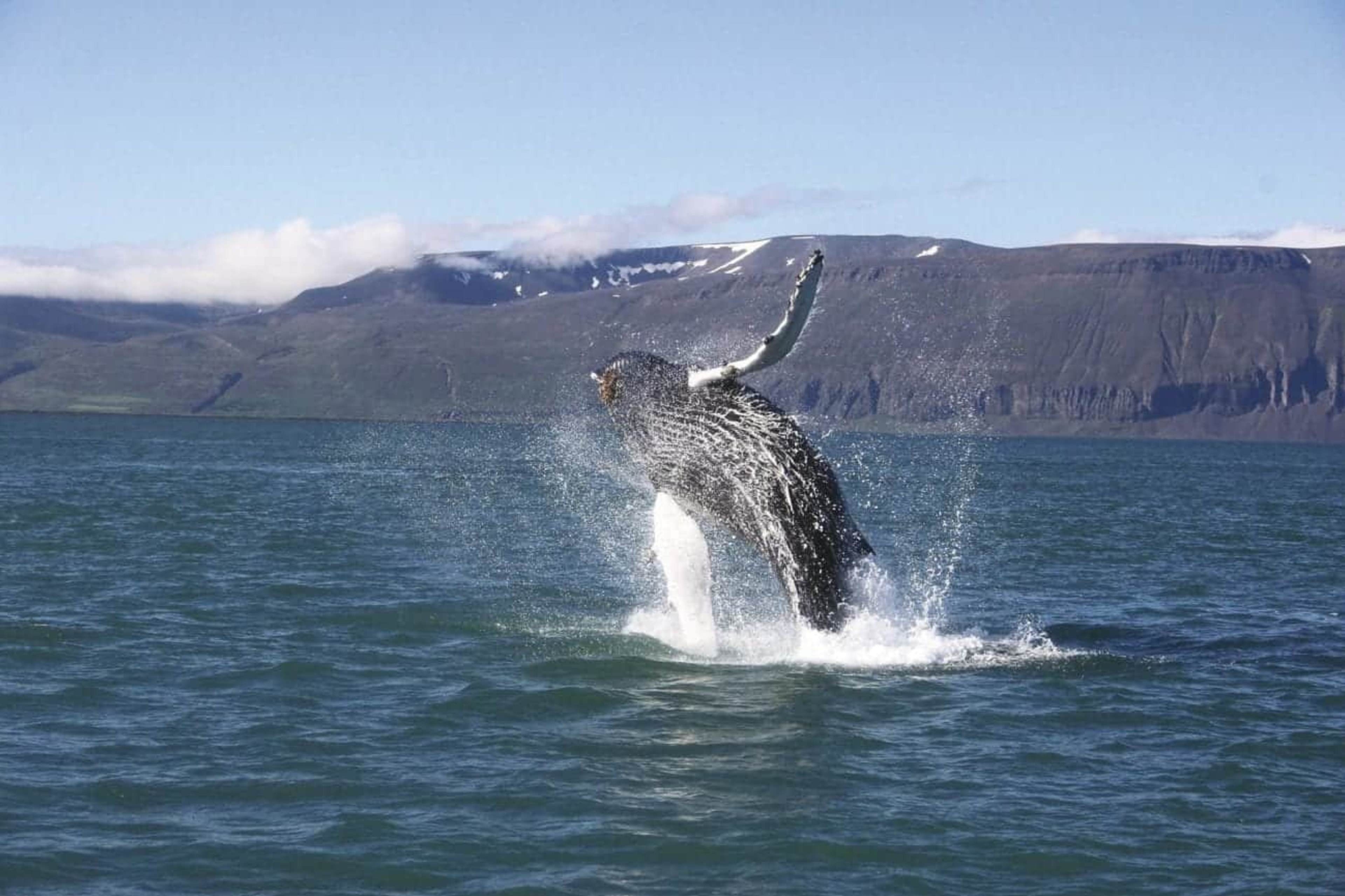 Whale-watching safari, Iceland