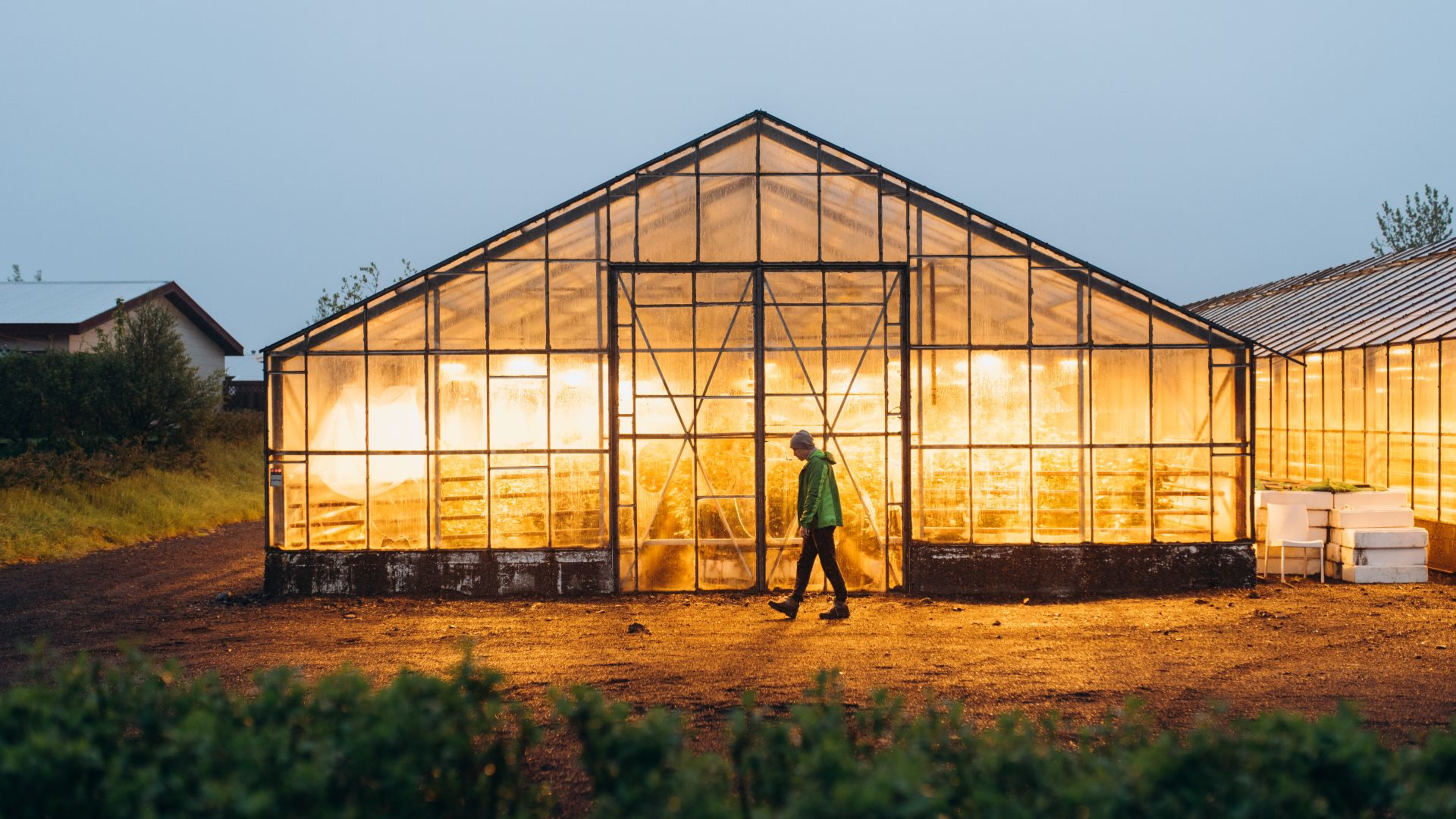 A man walking in front of a glowing greenhouse in Iceland