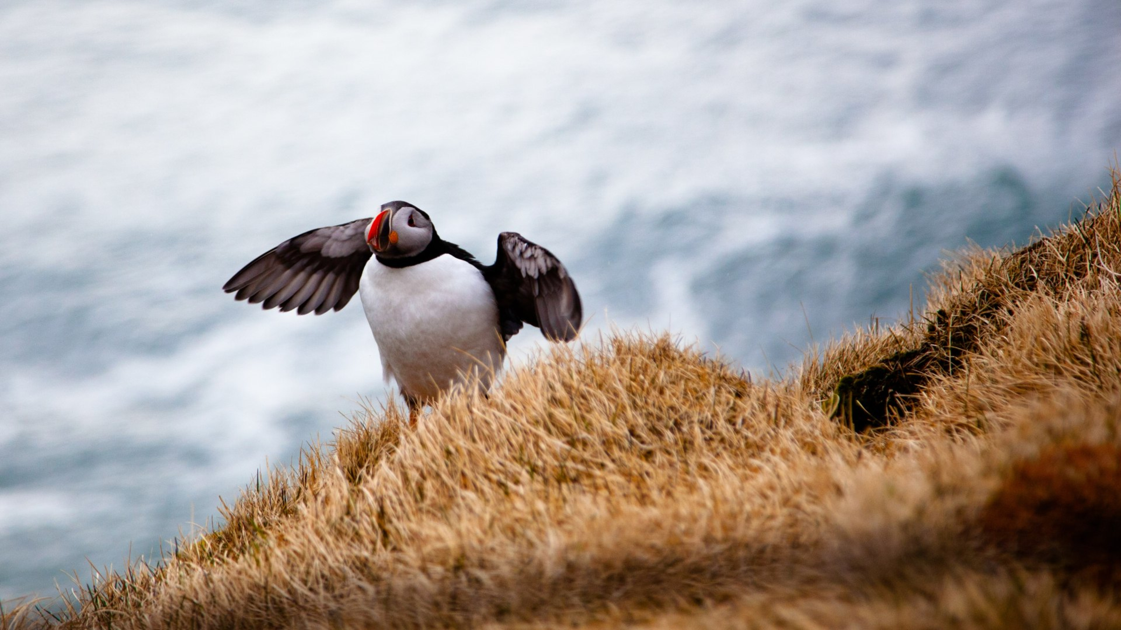 Photographing Atlantic Puffins in Iceland