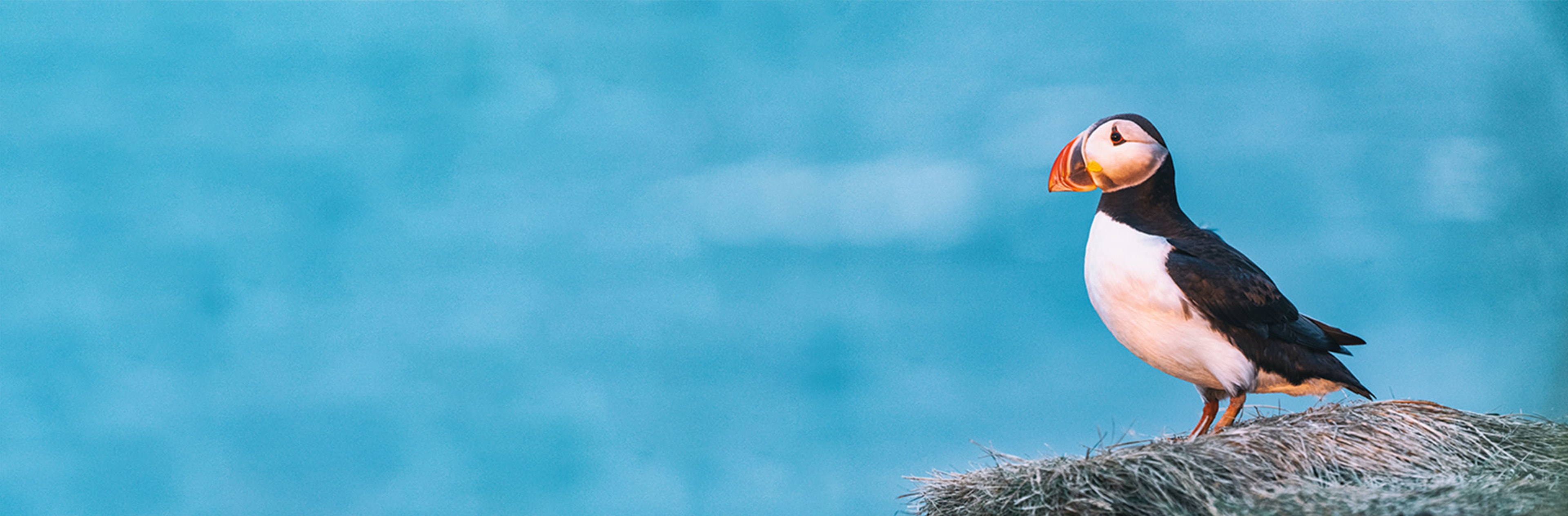 iceland-tours-puffin.jpg