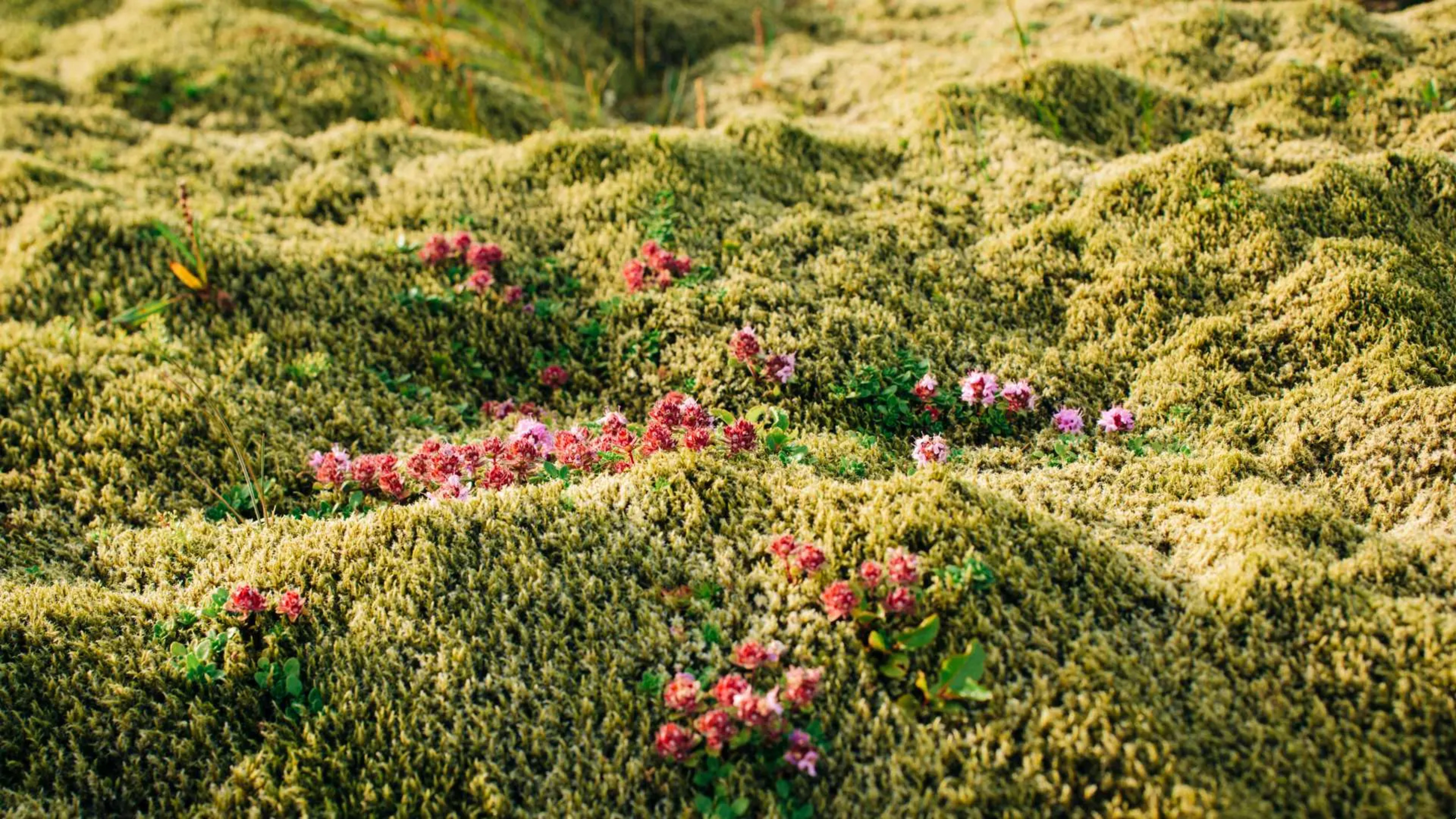 lava field covered in moss and lichen with flowers