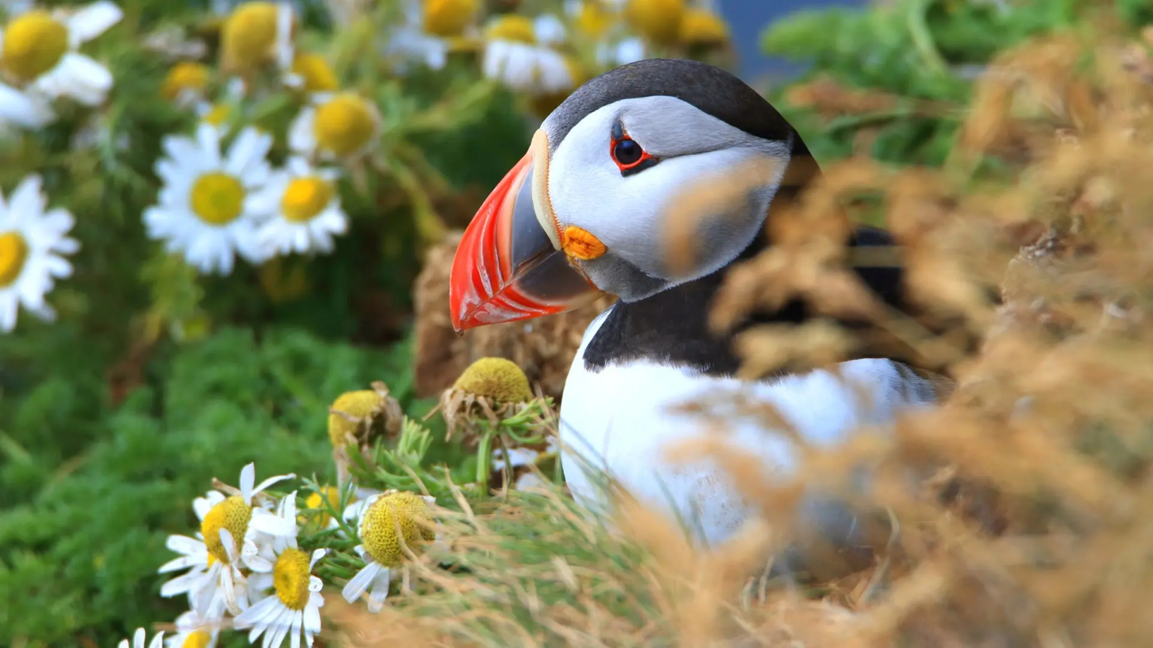 puffin-iceland.jpg.webp