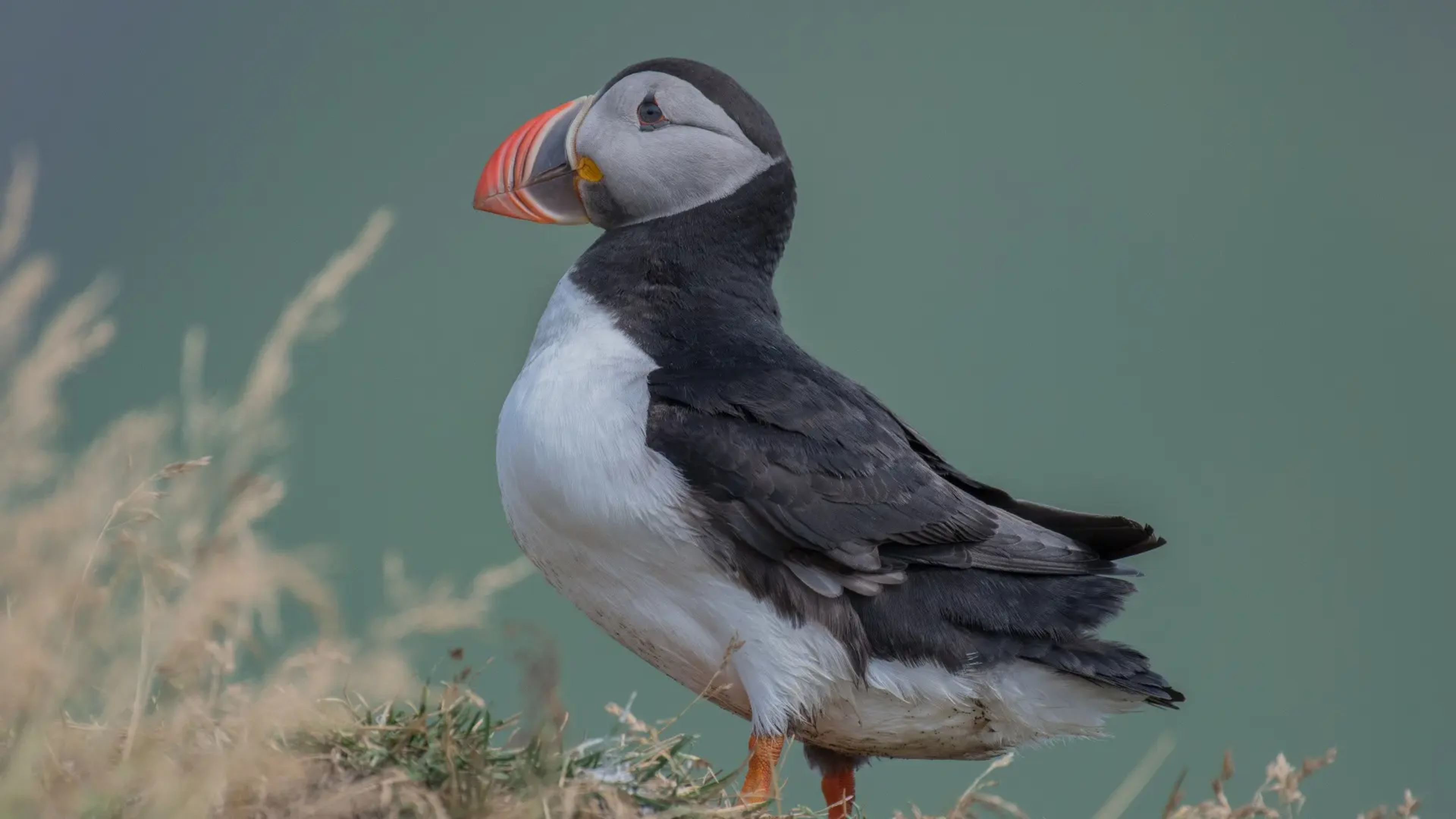 Where to See Puffins in Maine: Your Guide to the Best Places