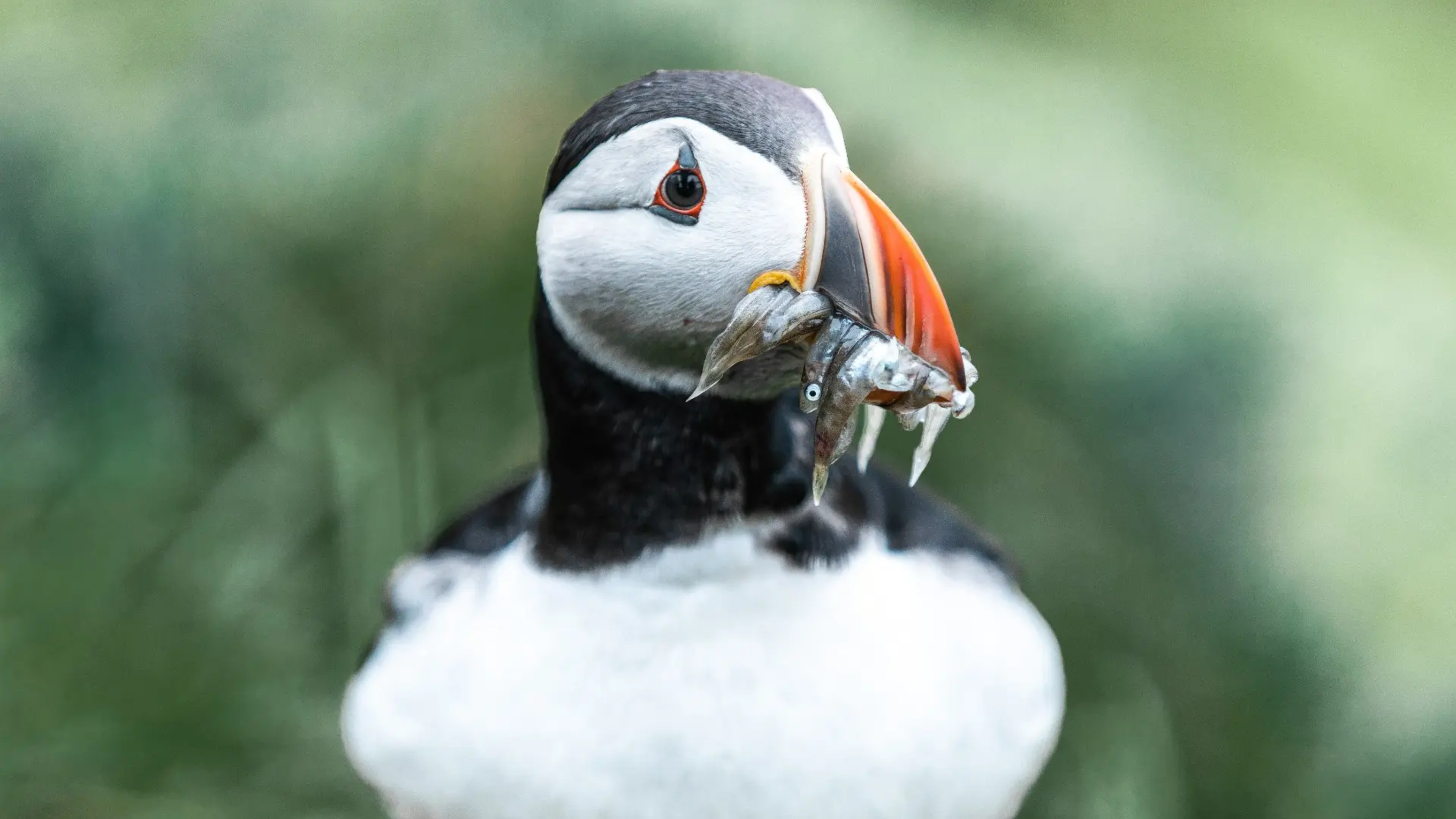 Puffins in Iceland - All You Need to Know About