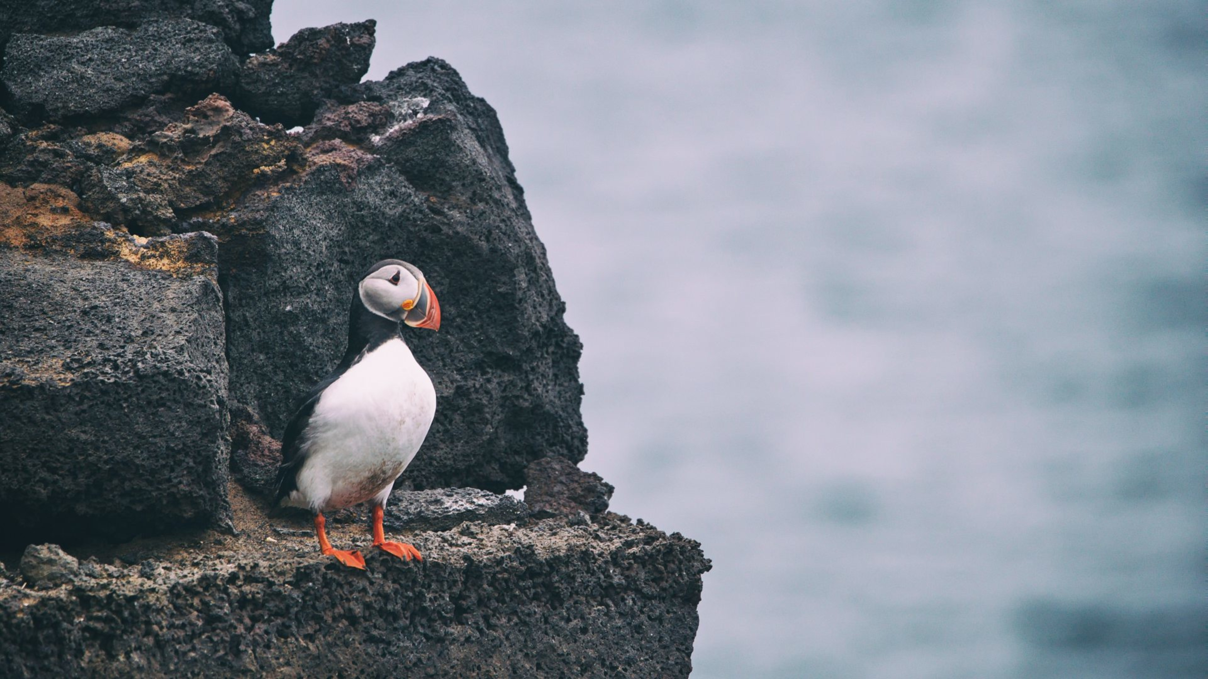 Puffin Tours in Iceland – Iceland Travel Collections