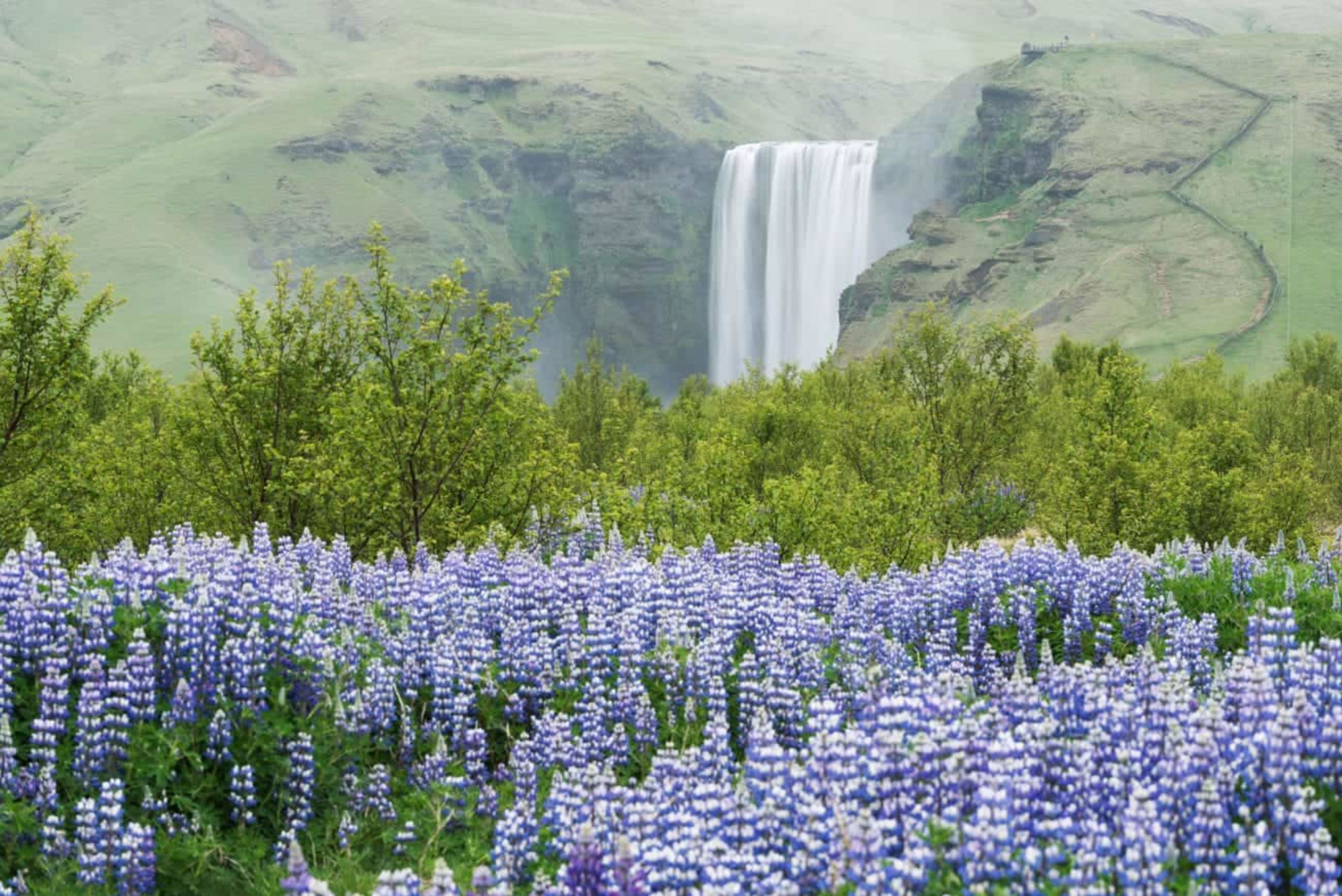 purple flowers with skogafoss waterfall in background