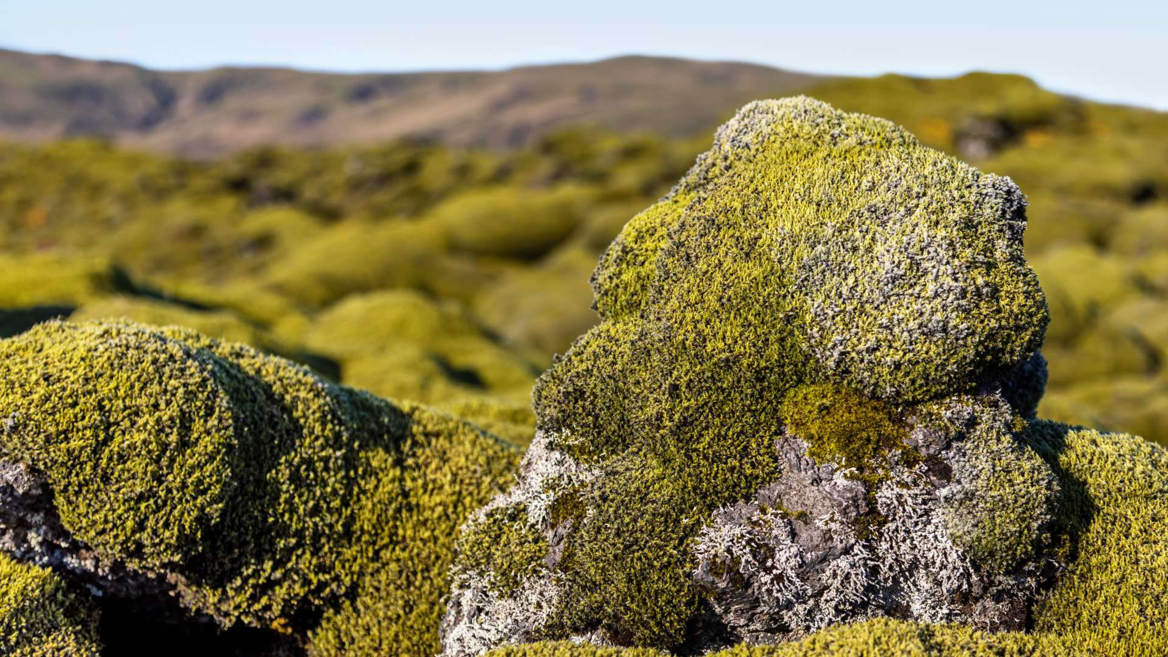 Closeup of Eldhraun lava field 