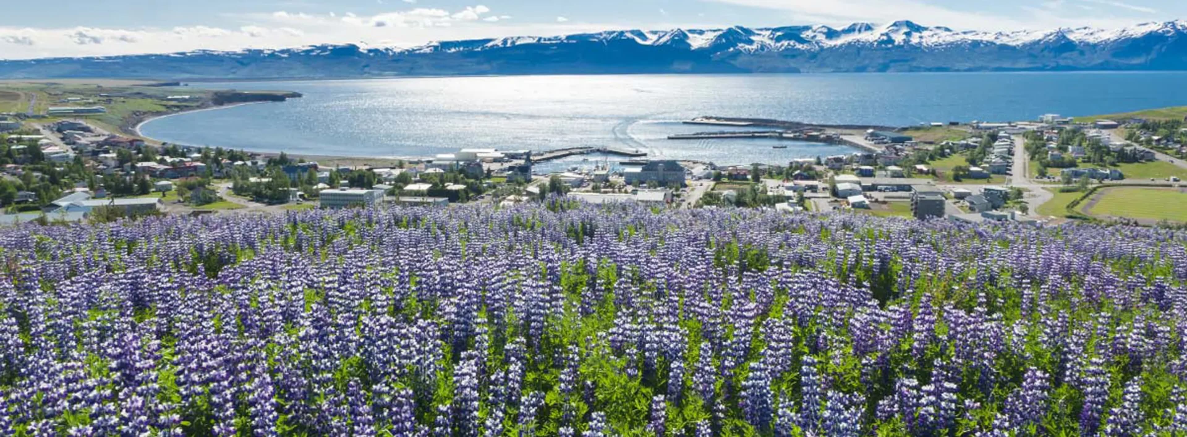 Field of purple lupines overlooking Husavik