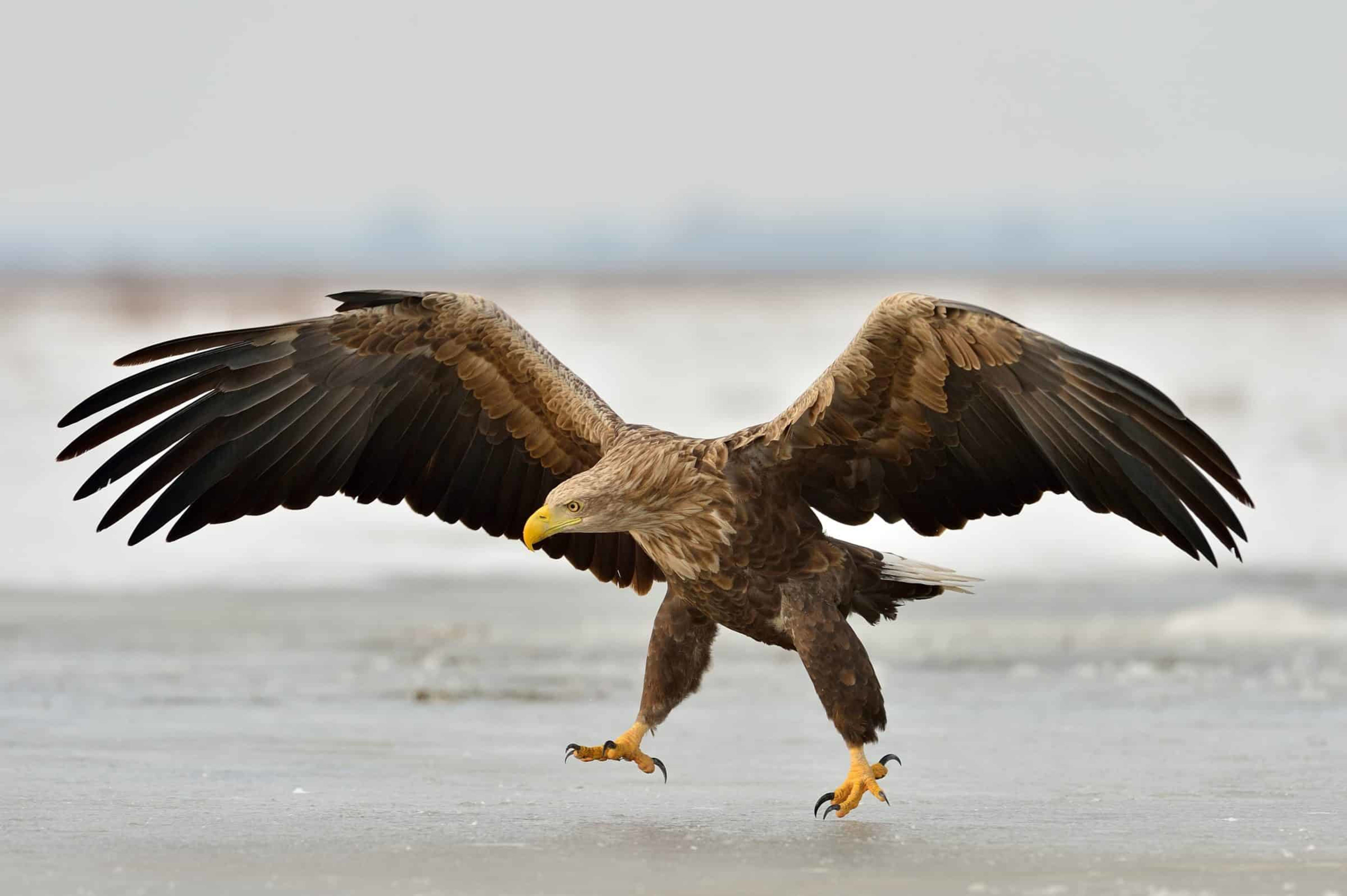 White-tailed eagle landing on the beach