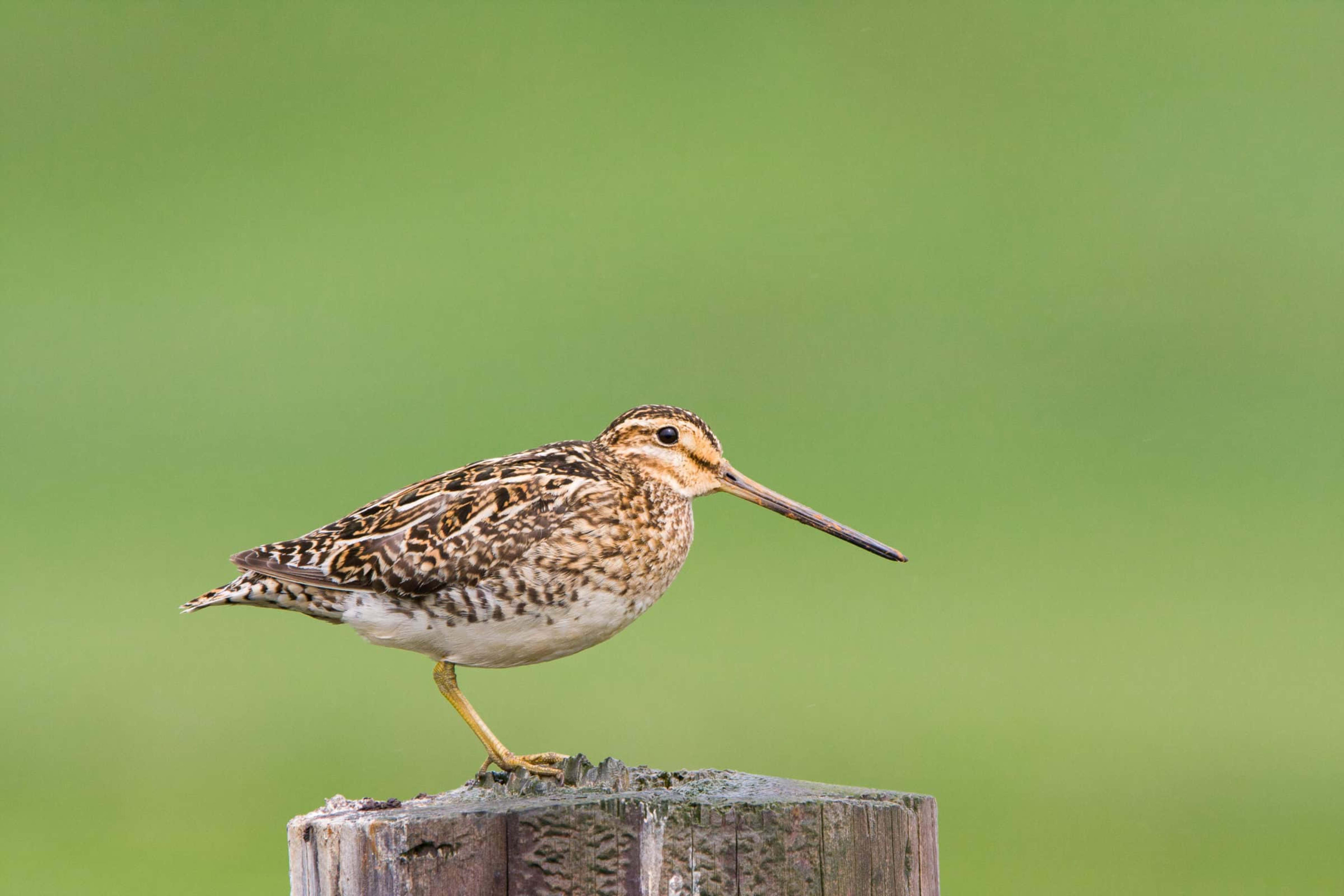 Common snipe standing on the log on green background