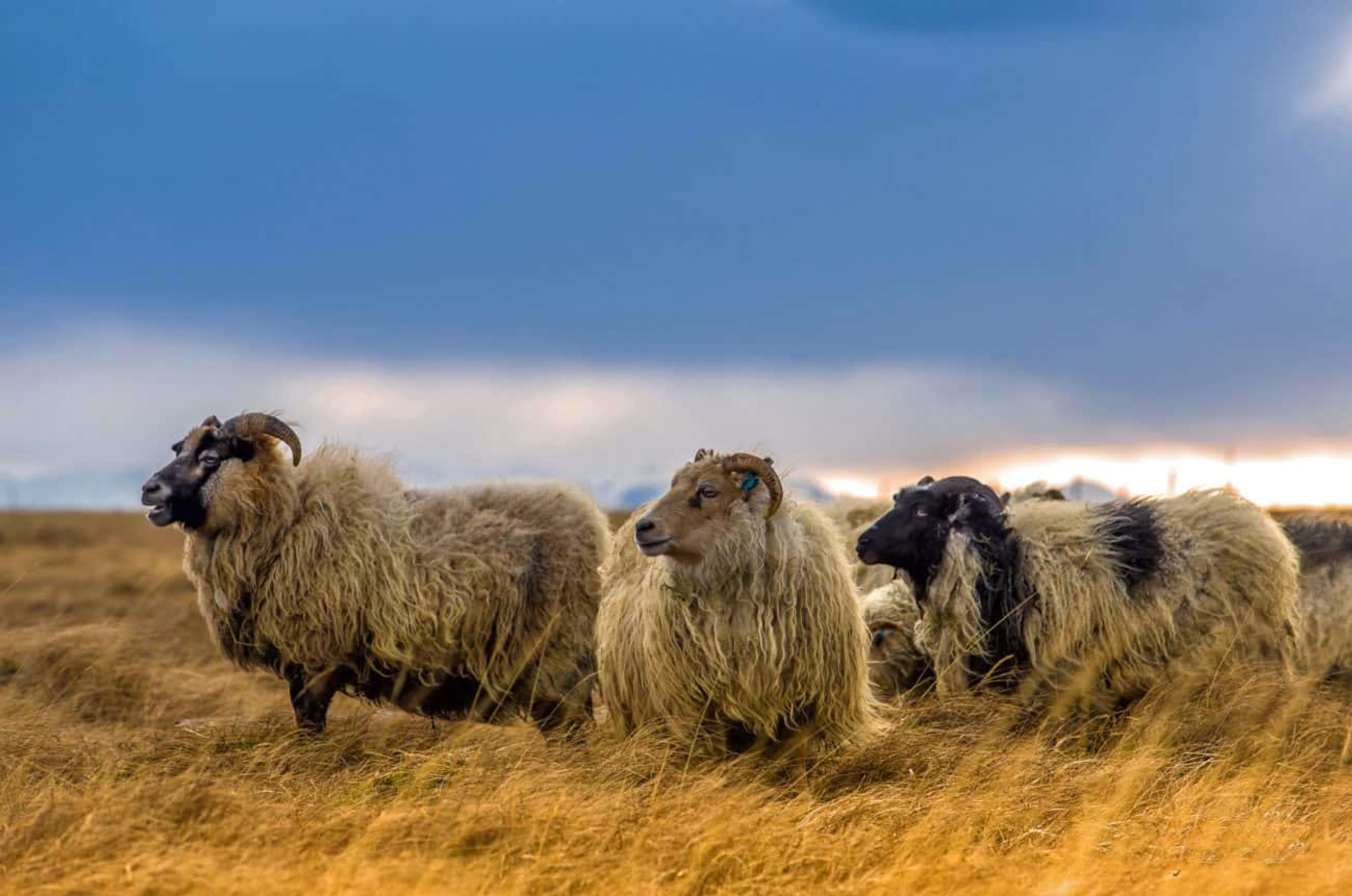 Icelandic sheep in a field of grass