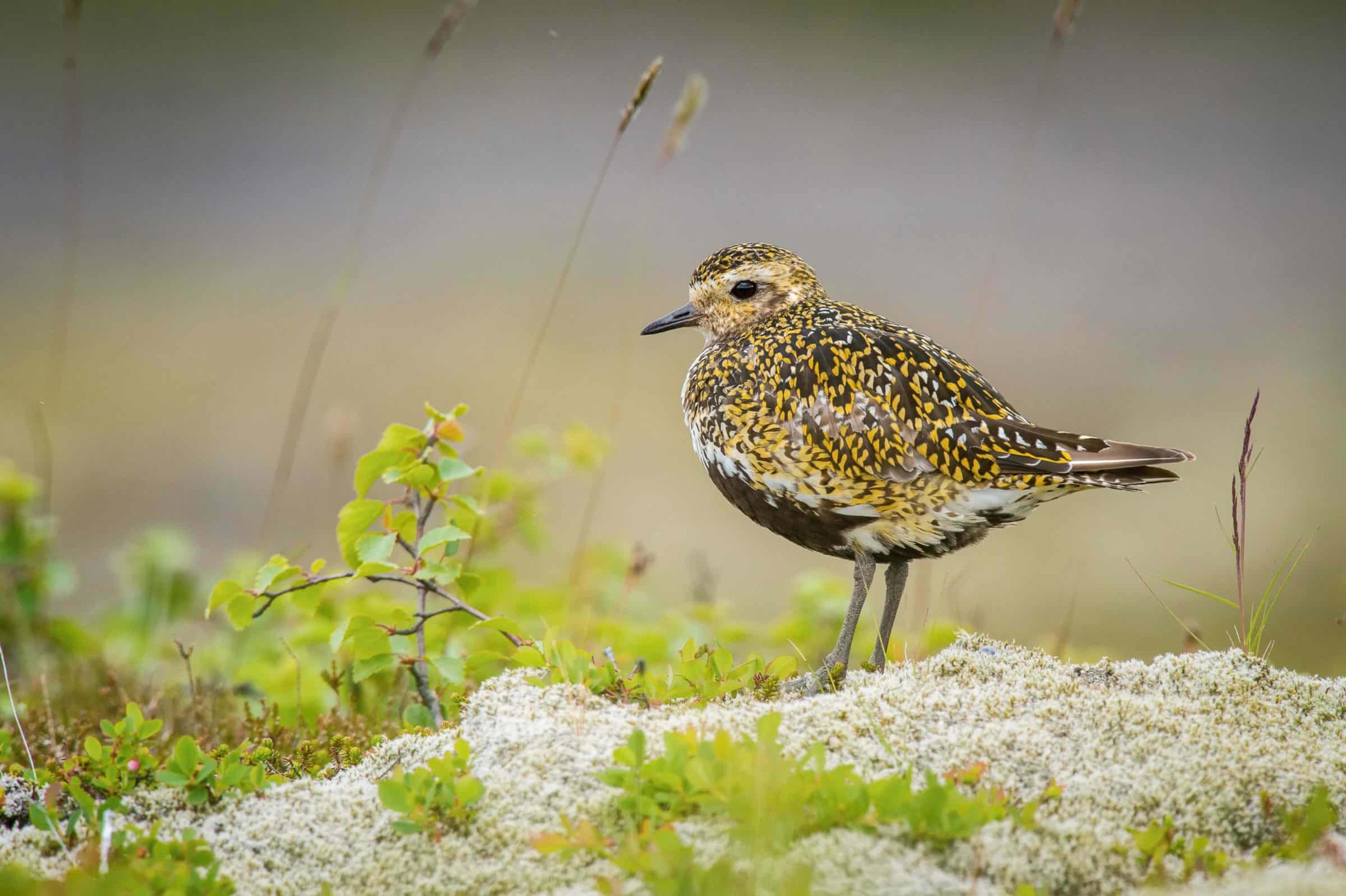 Golden plover standing on grass