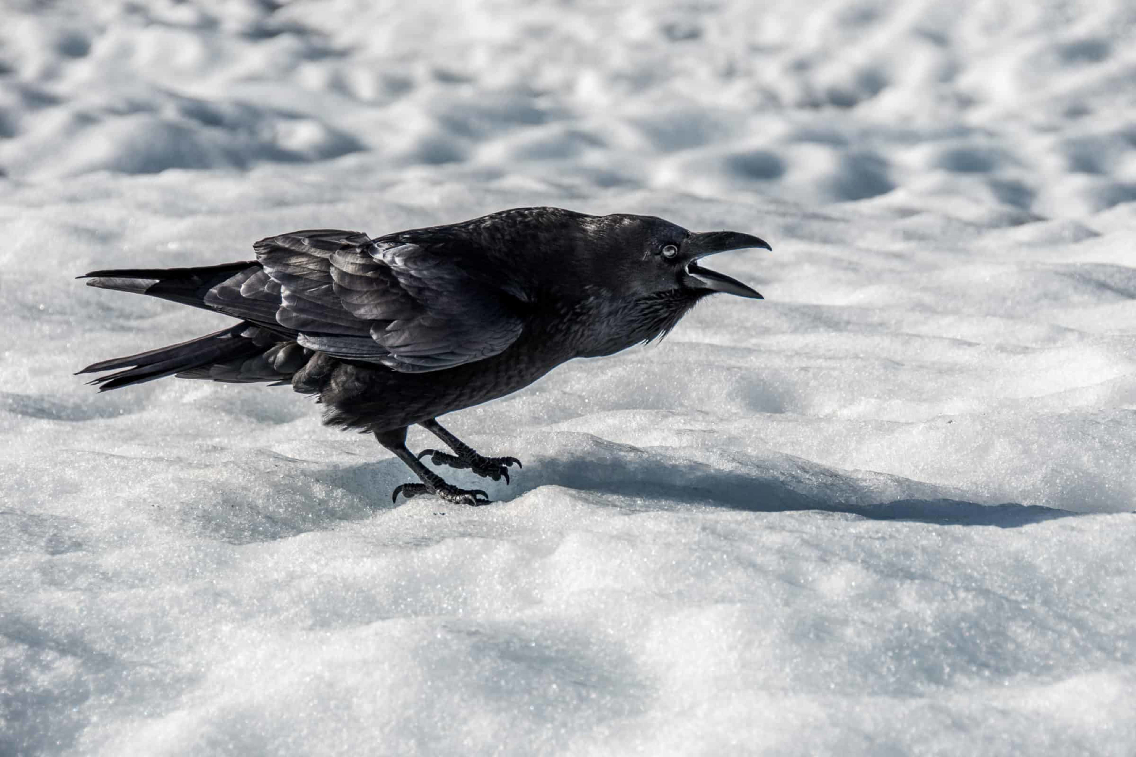 Raven standing on the snow