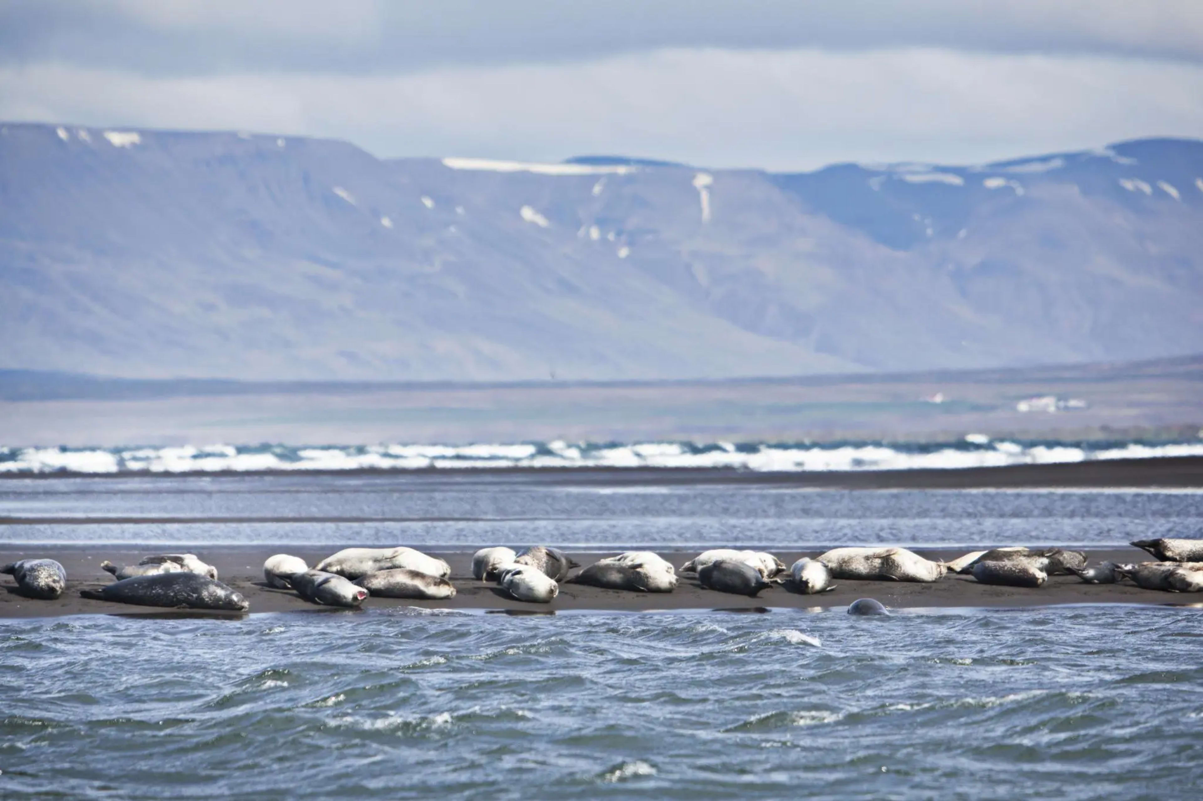 group of seals laying on sand strand with snowy mountains in background