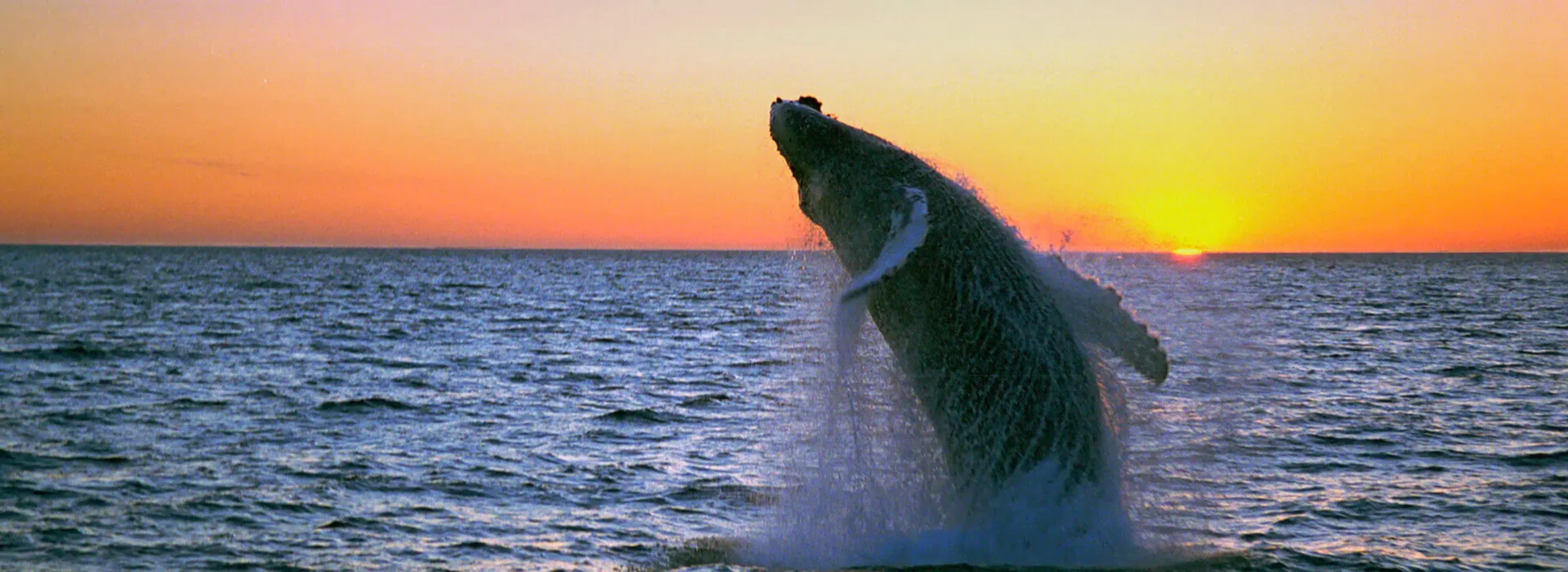 whale breaching in front of orange and yellow sunset