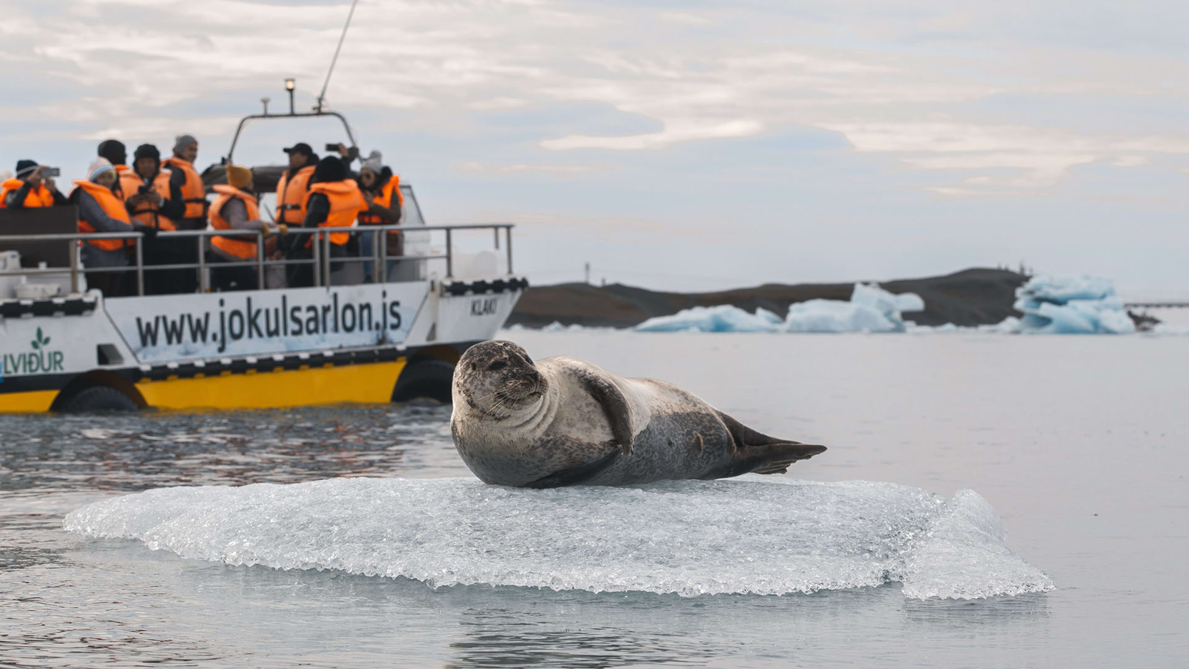 A seal on an iceberg next to the Jökulsárlón Amphibian Boat Tour