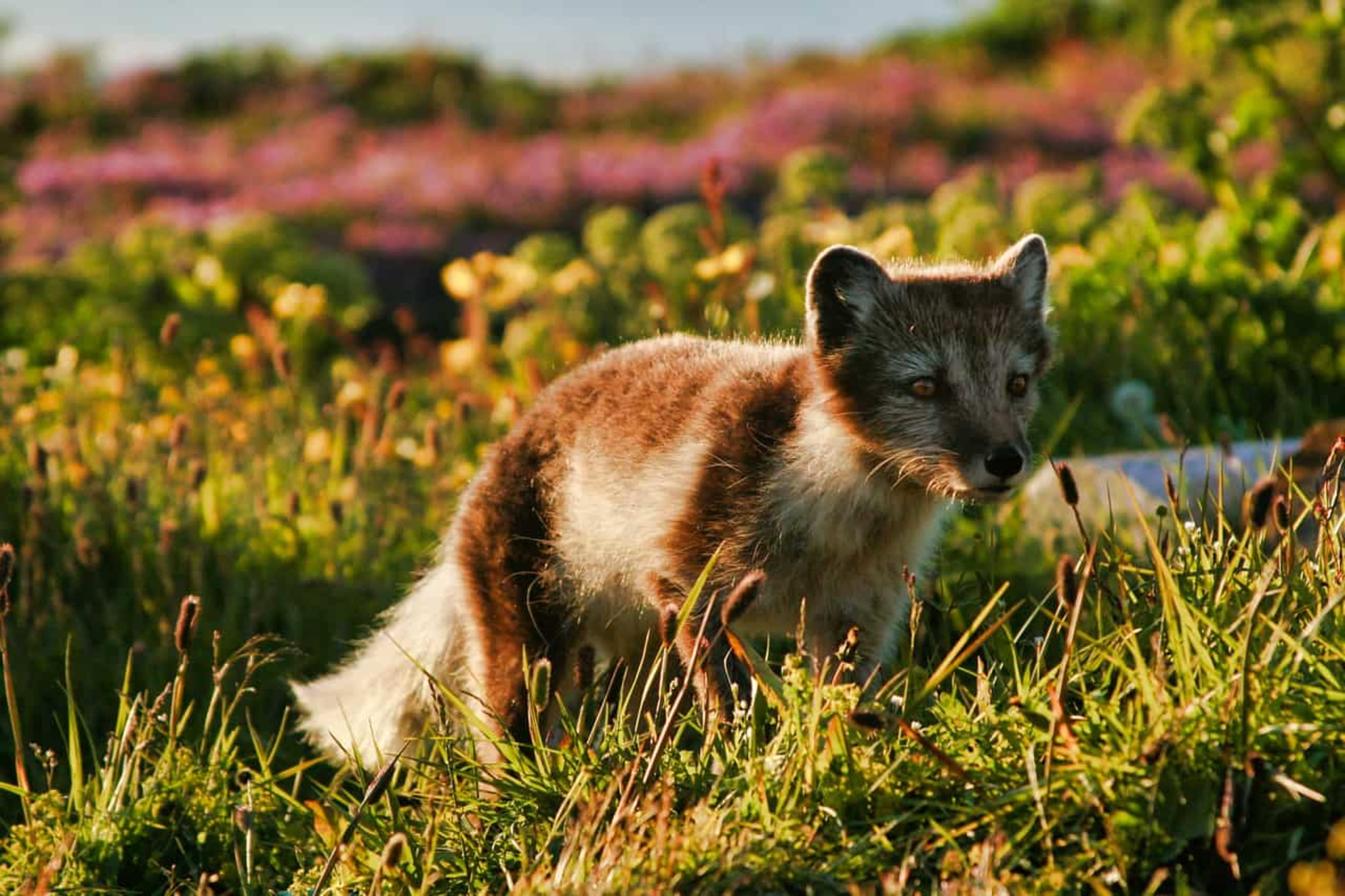 Arctic Fox on grassy meadow with flowers