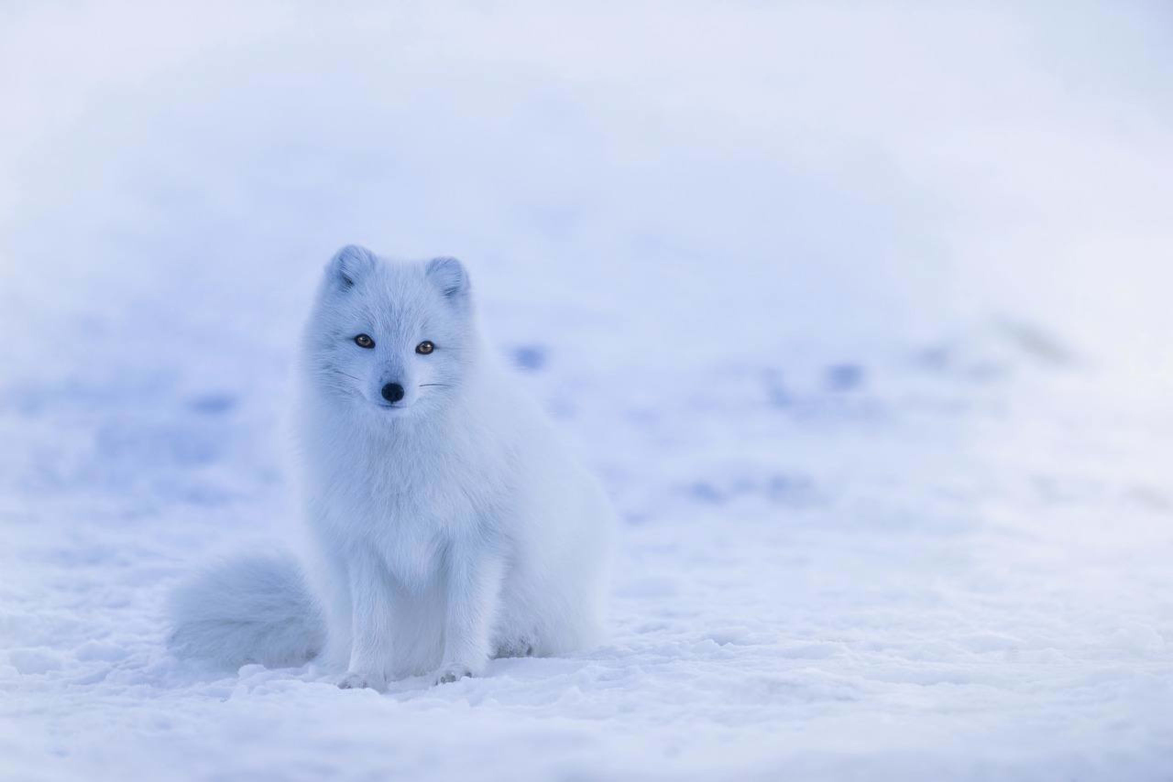 Arctic fox sitting on the snow 