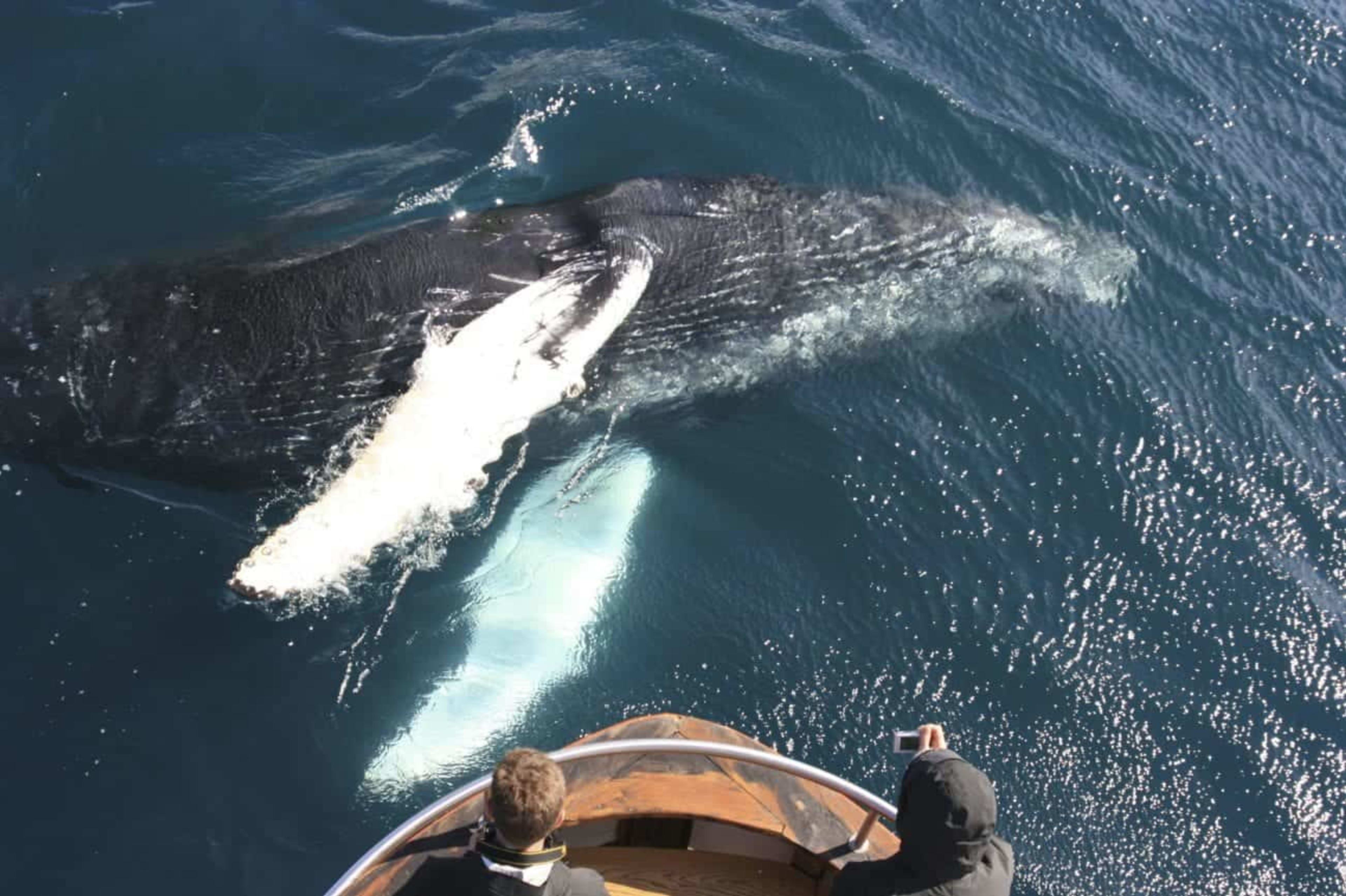 People on a boat watching whale