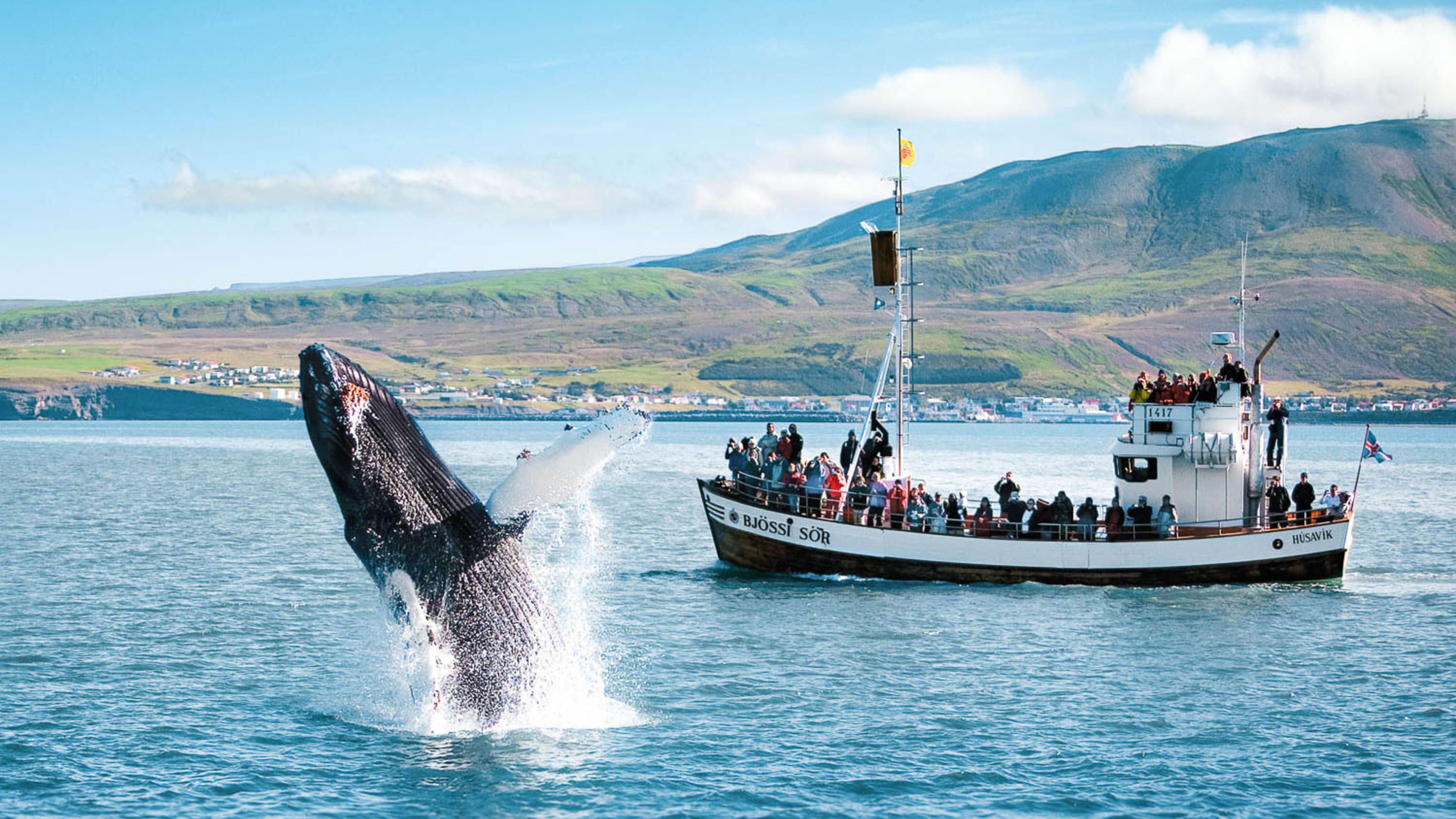 A breaching humpback whale with the town of Húsavík in the background © Northsailing