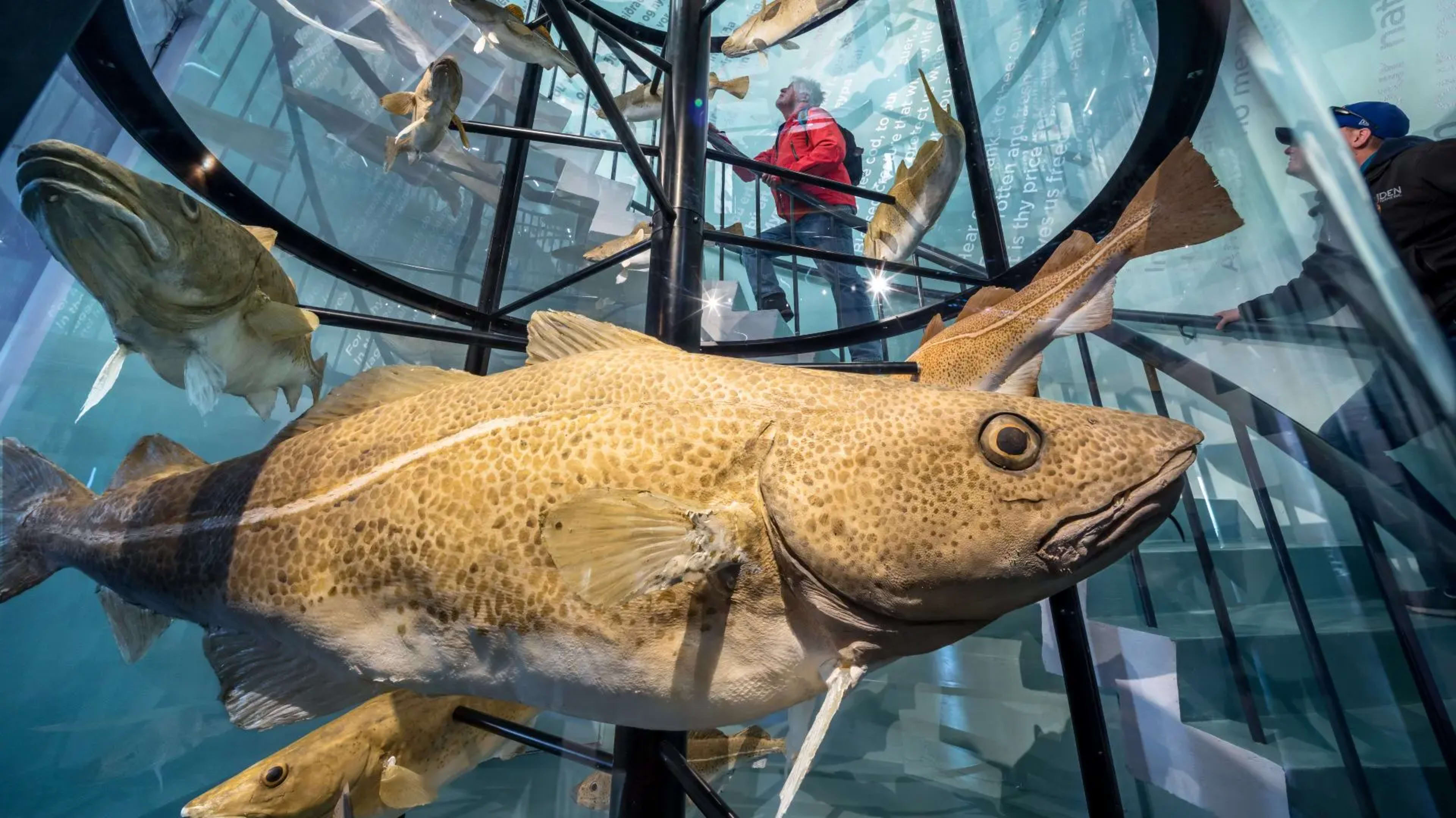 A model of a cod fish at Reykjavík Maritime Museum