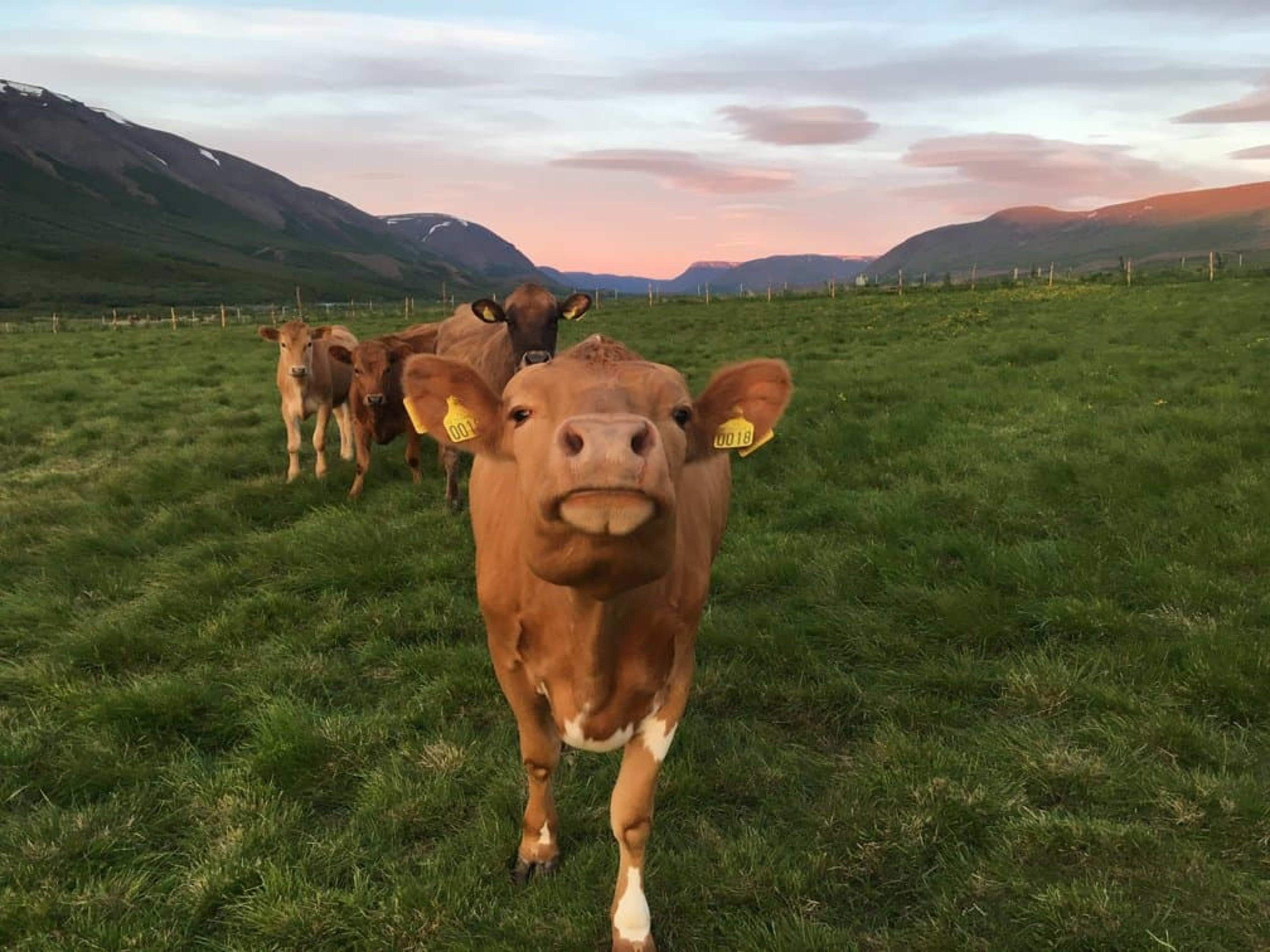 Cow in field at farm in Daladyrd, North Iceland