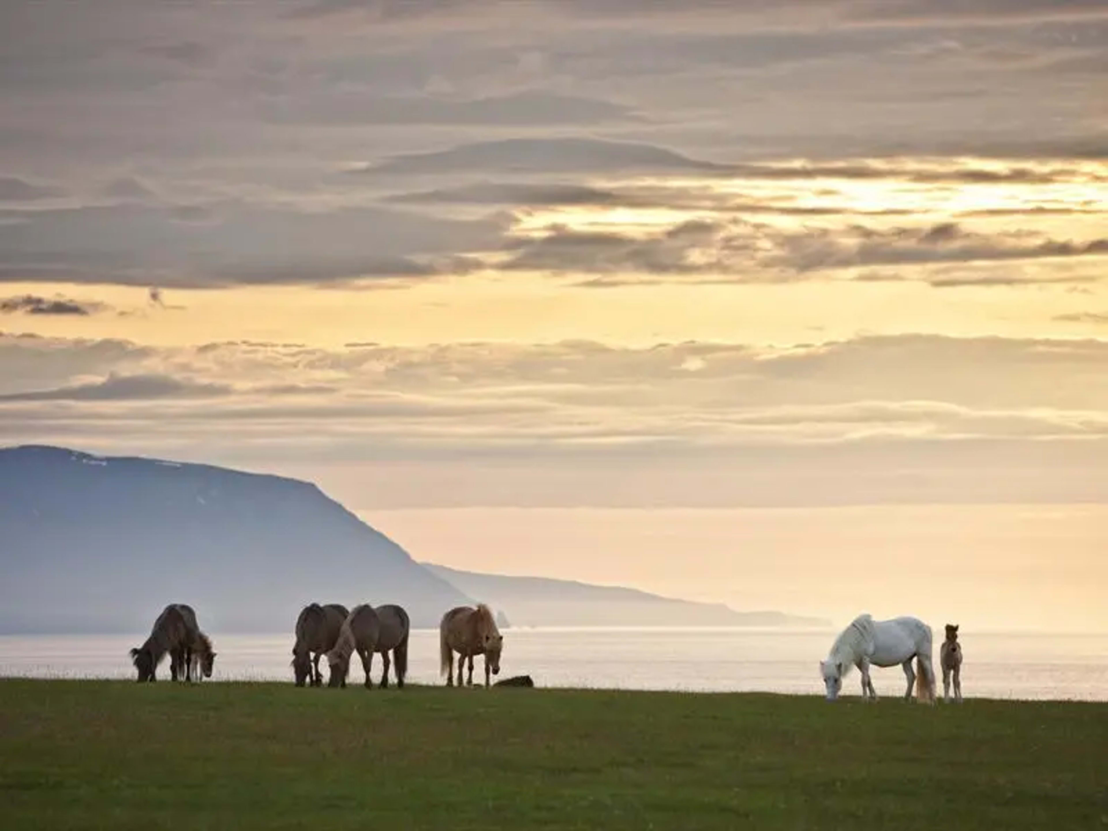 Icelandic horses with the sea and mountains behind