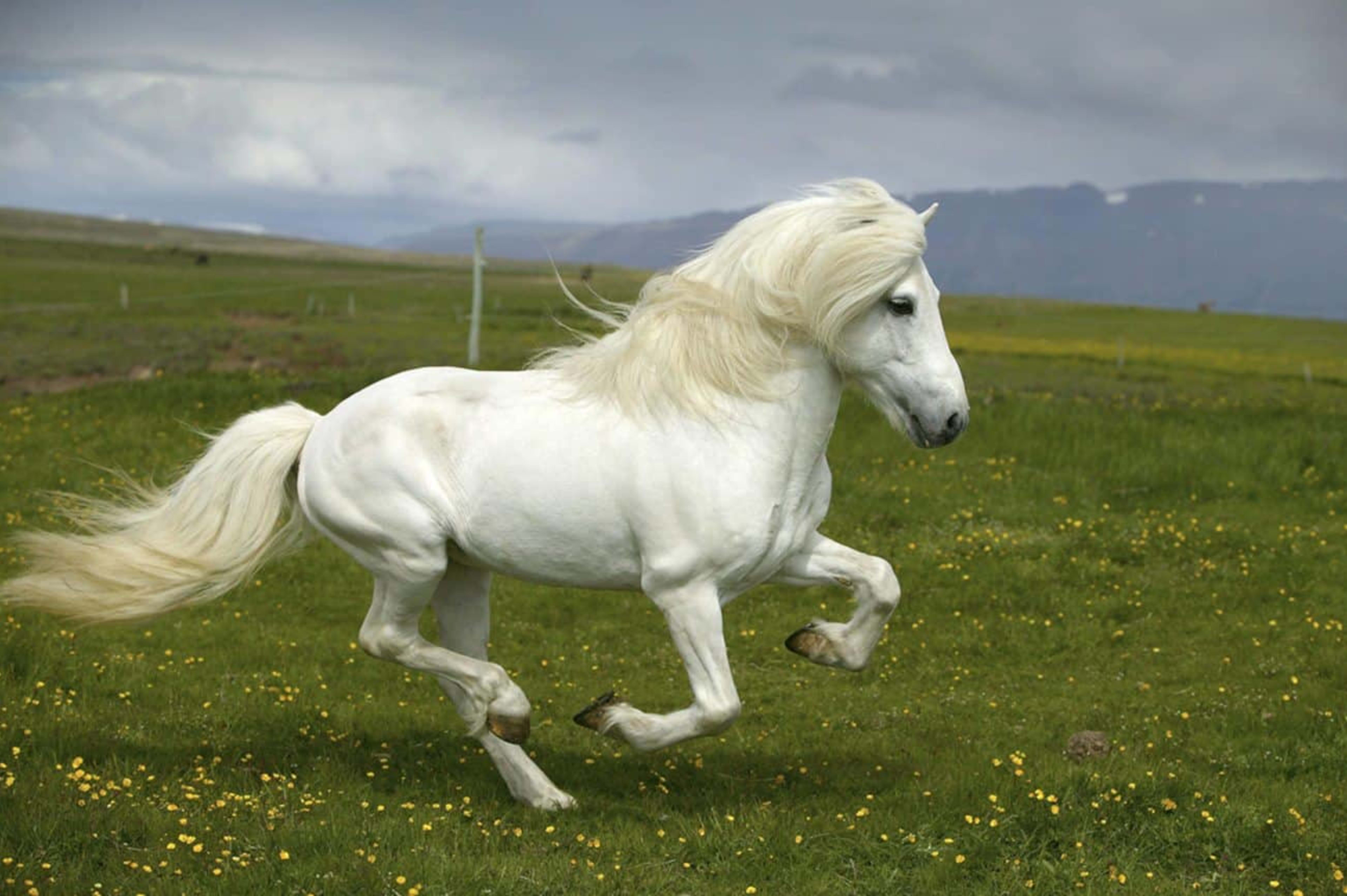 horse-riding-tour-in-south-iceland-2-1300x865.jpg