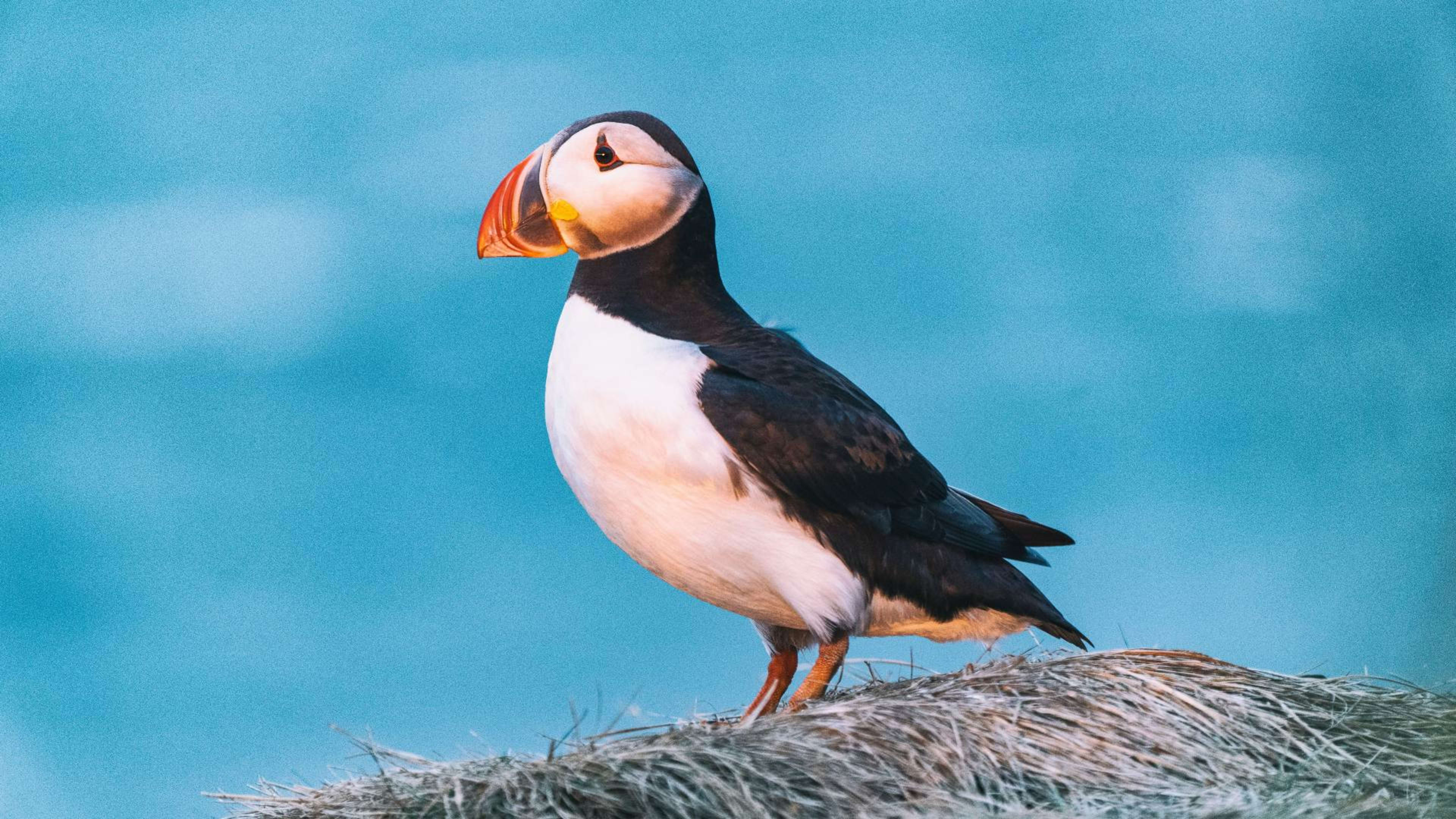 An Atlantic puffin perched on a cliff in Iceland