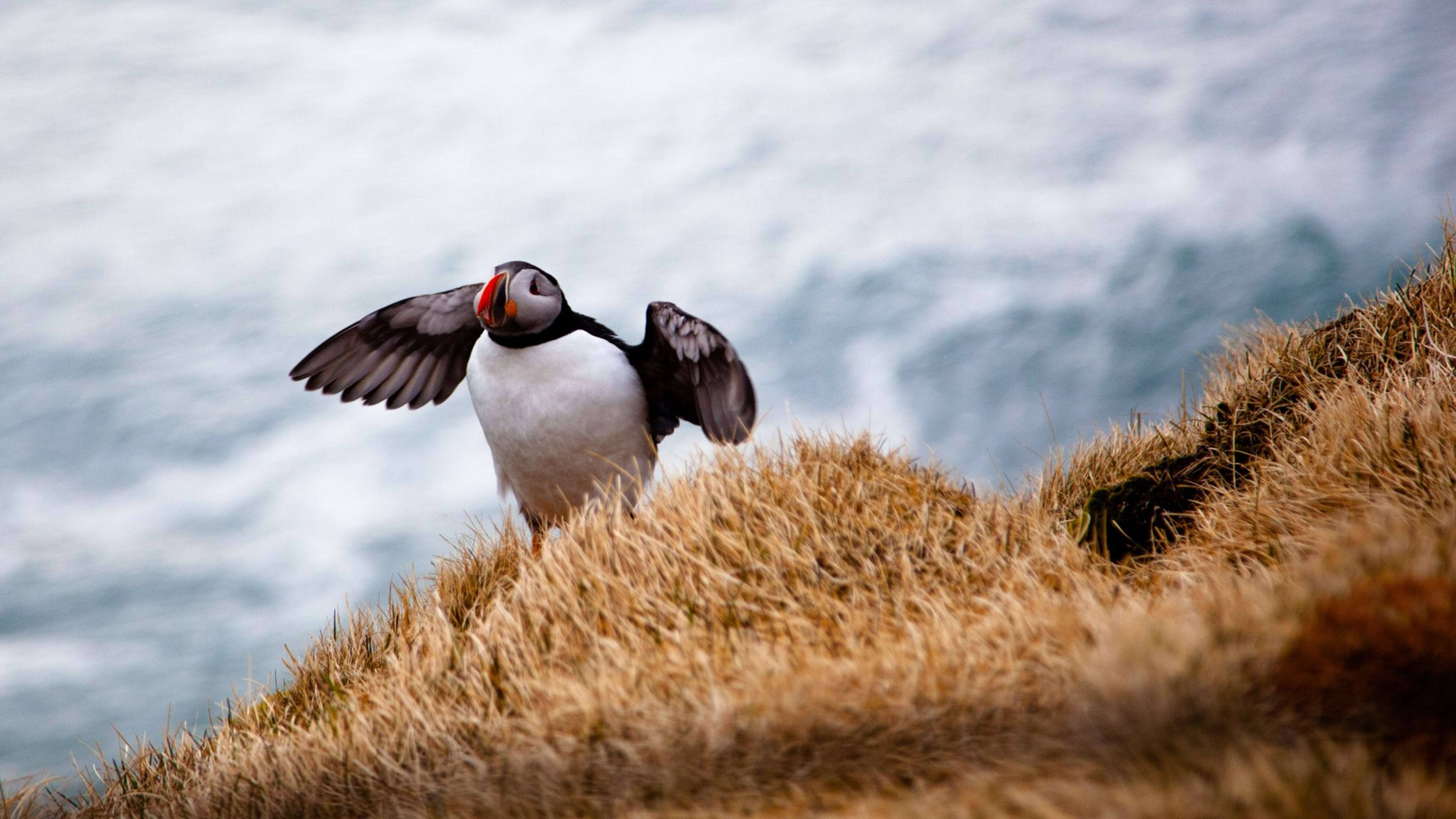 A puffin on a cliff with its wings fanned