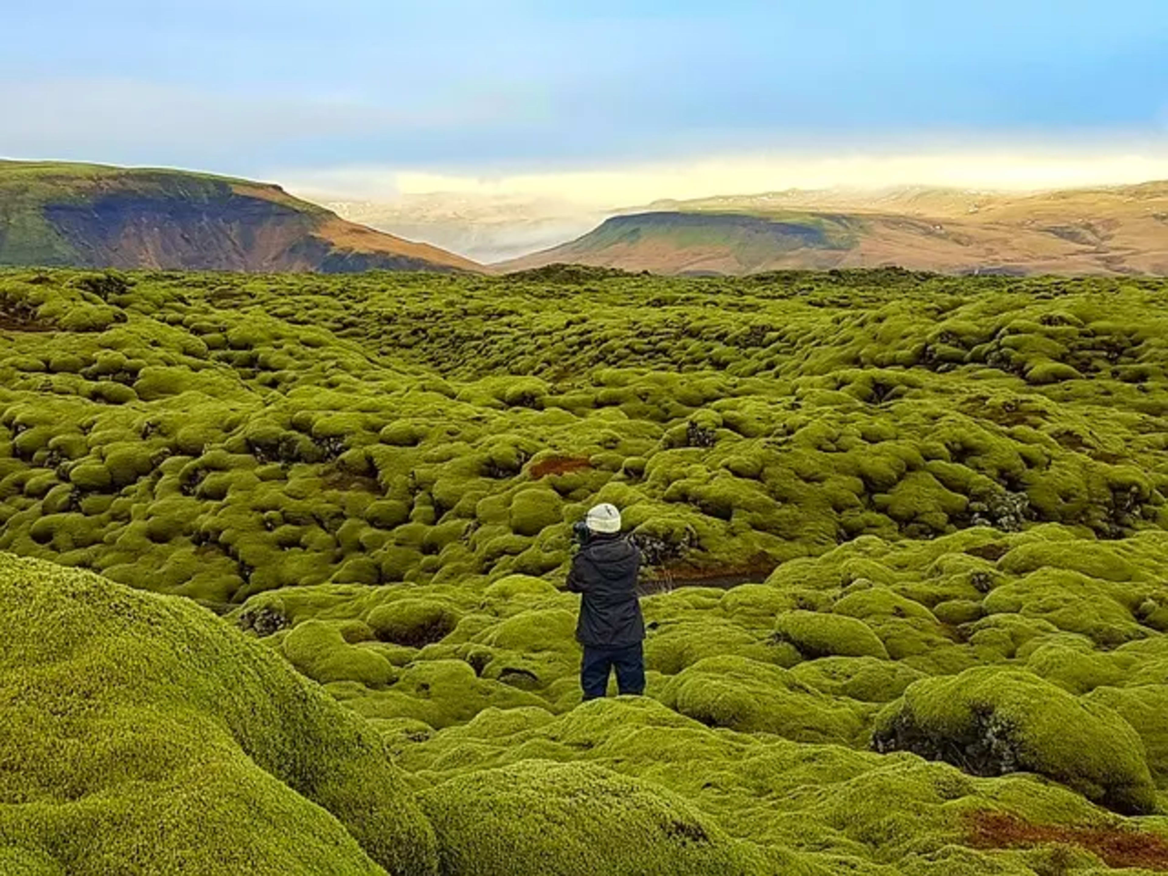 lava-field-moss-field-iceland.jpg.webp