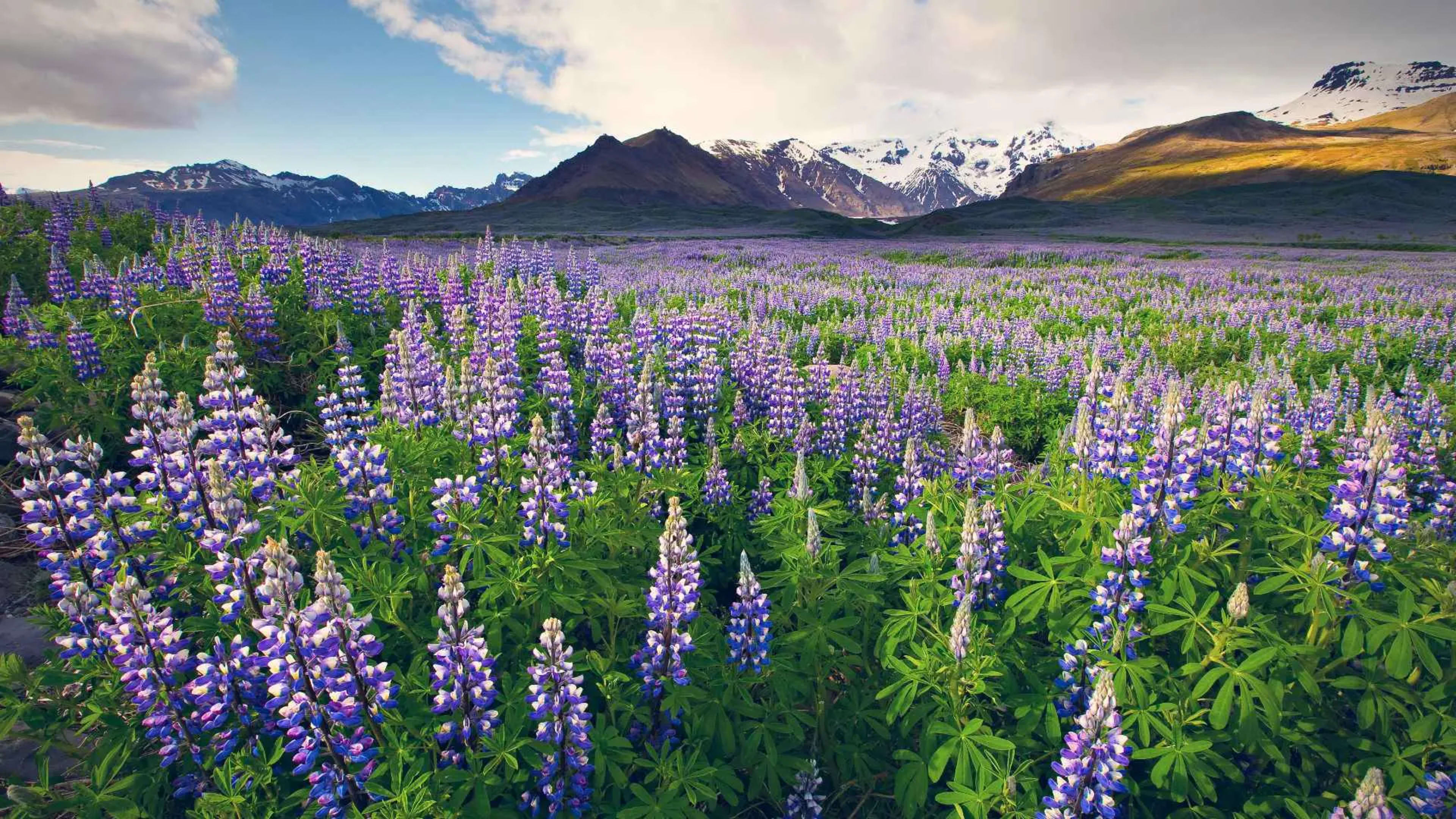 Lupines in Vatnajökull National Park, Iceland