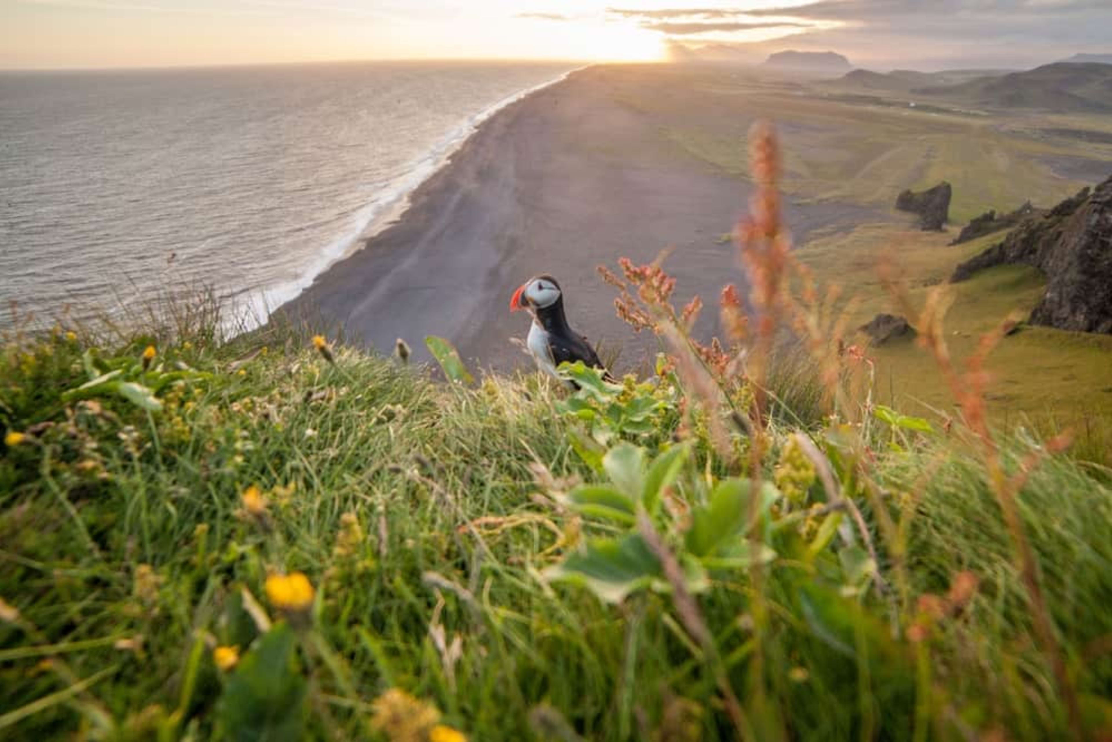 Puffin sitting on a cliff with black sand beach in the background