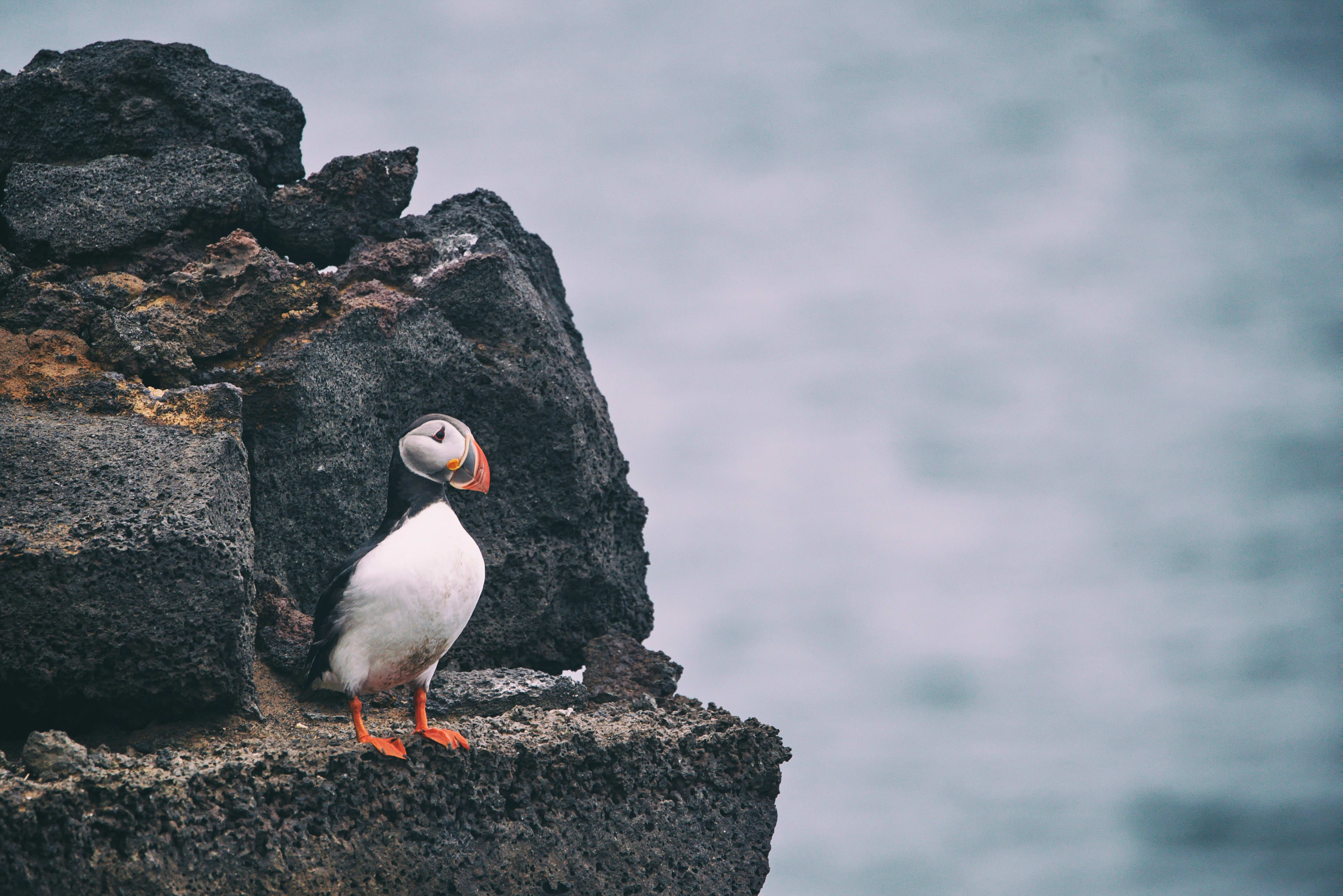 Icelandic puffin perched on a rock on the Westman Islands