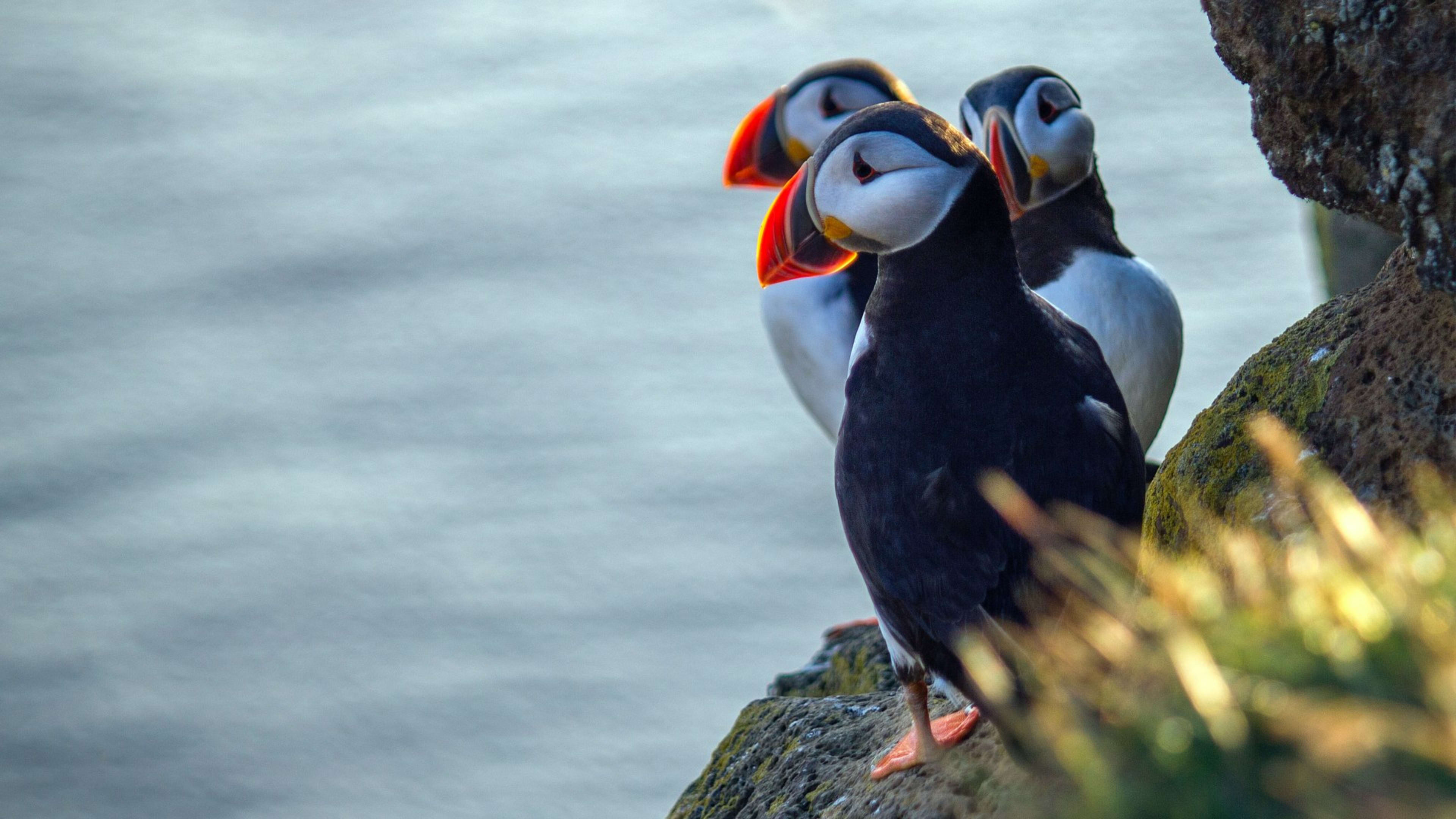 Puffins on the Látrabjarg sea cliffs