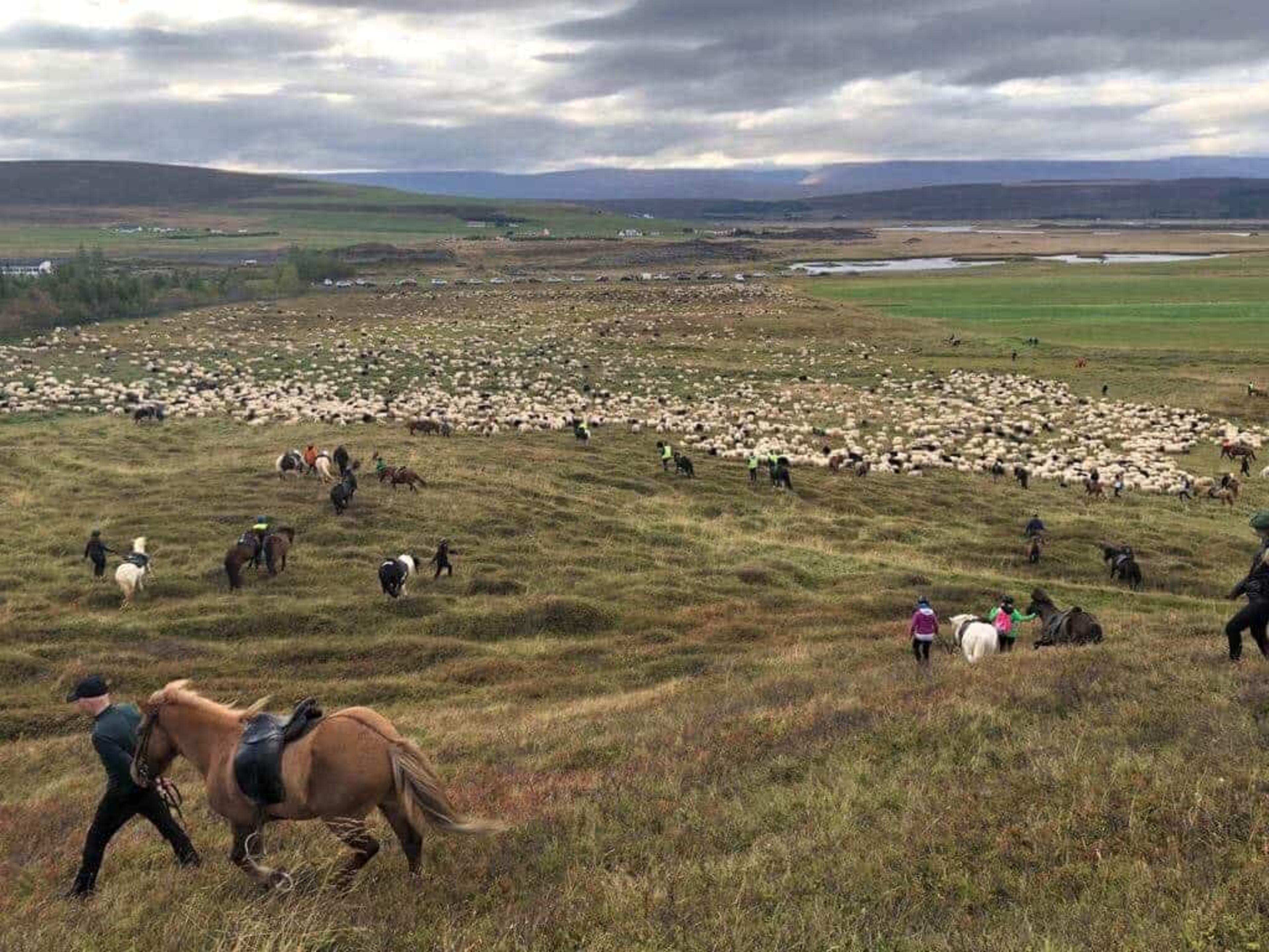 Horse and sheep round-up in Iceland