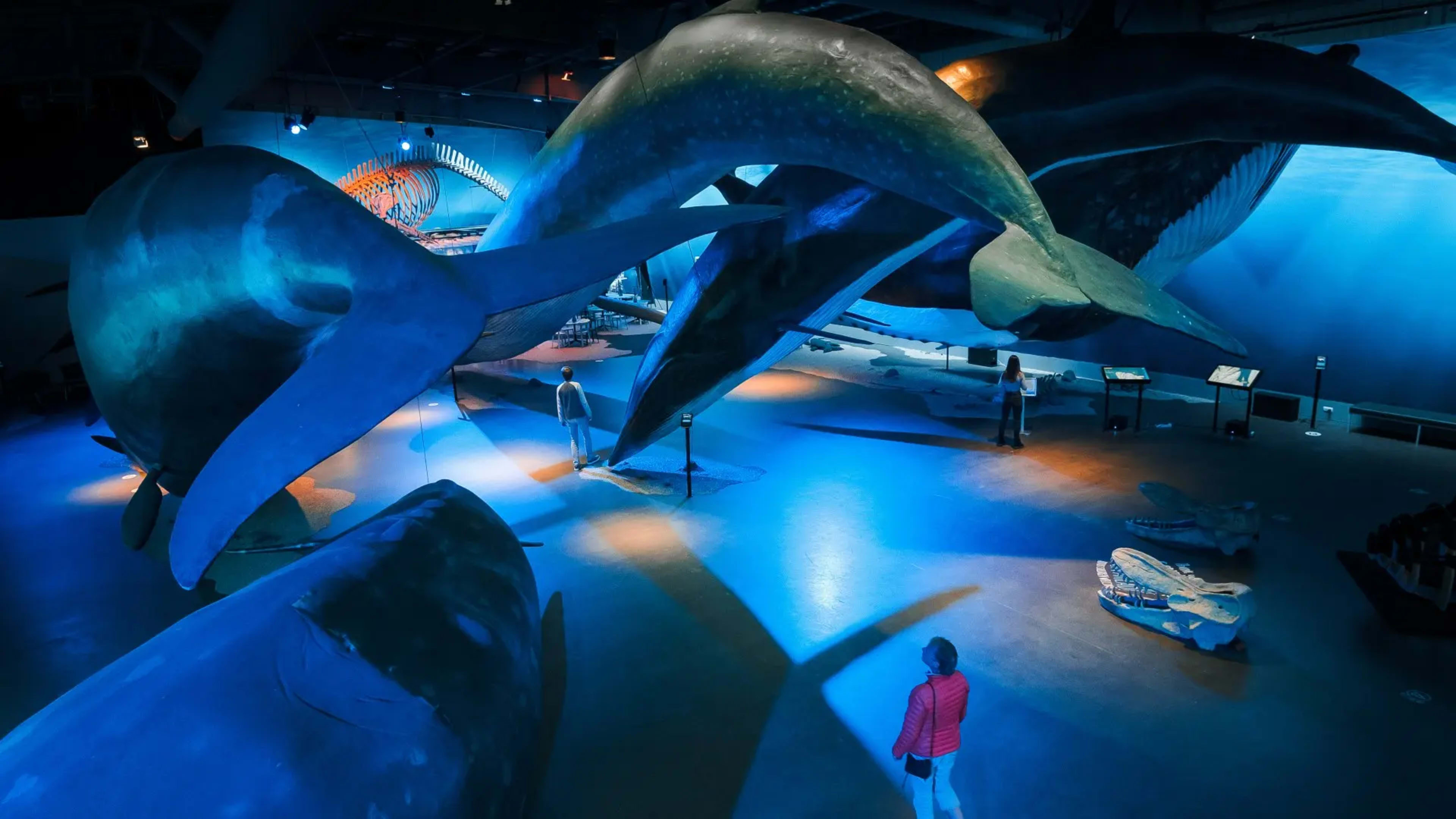 A woman looks at lifesize replicas of whales at the Whales of Iceland museum