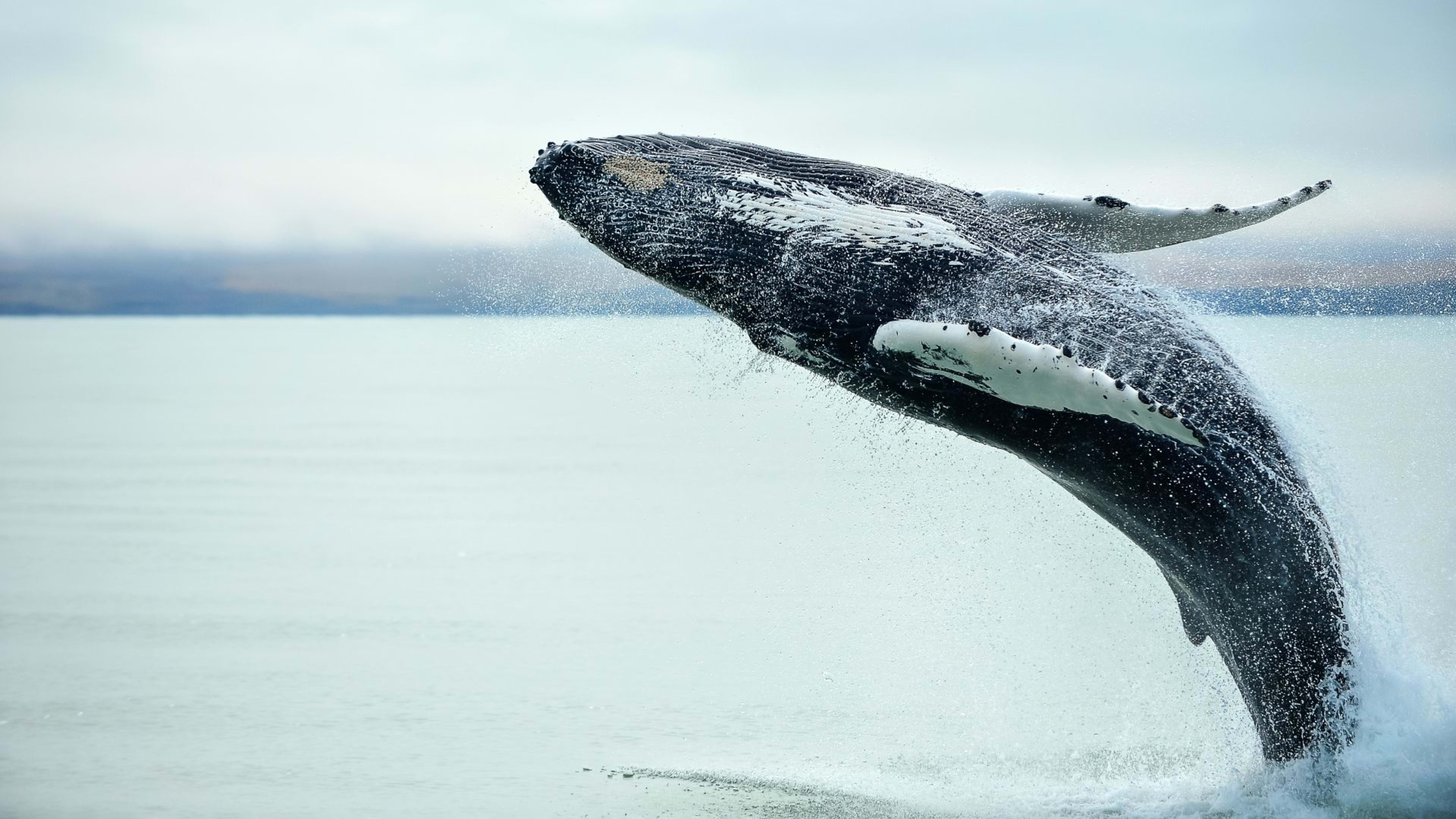 A whale breaching near Húsavík in Iceland