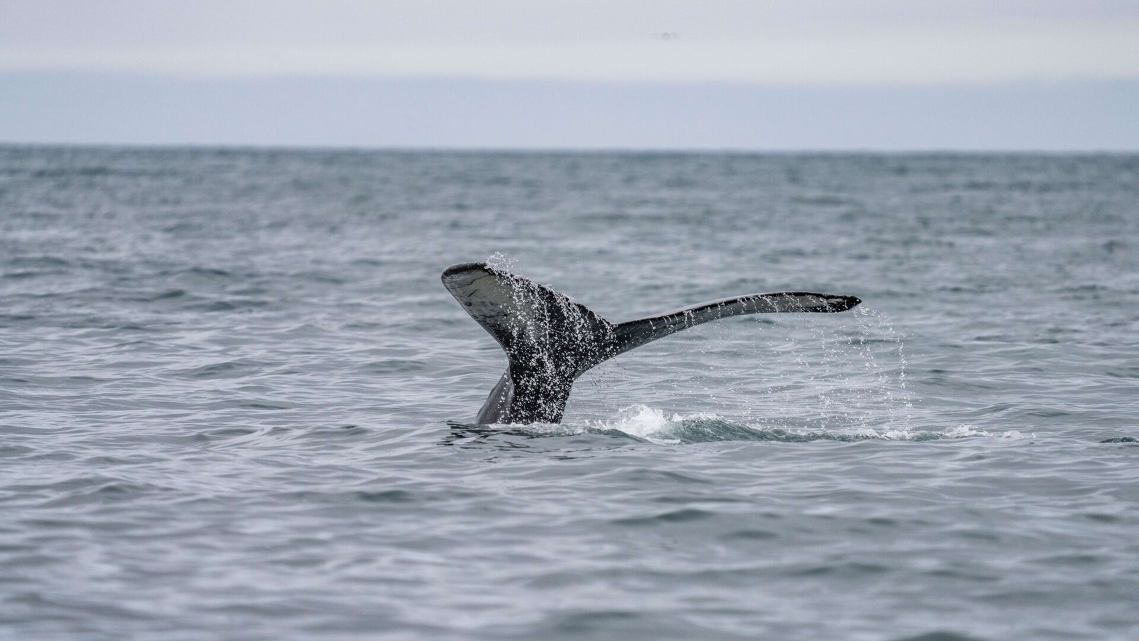 A whale fin emerging from the water