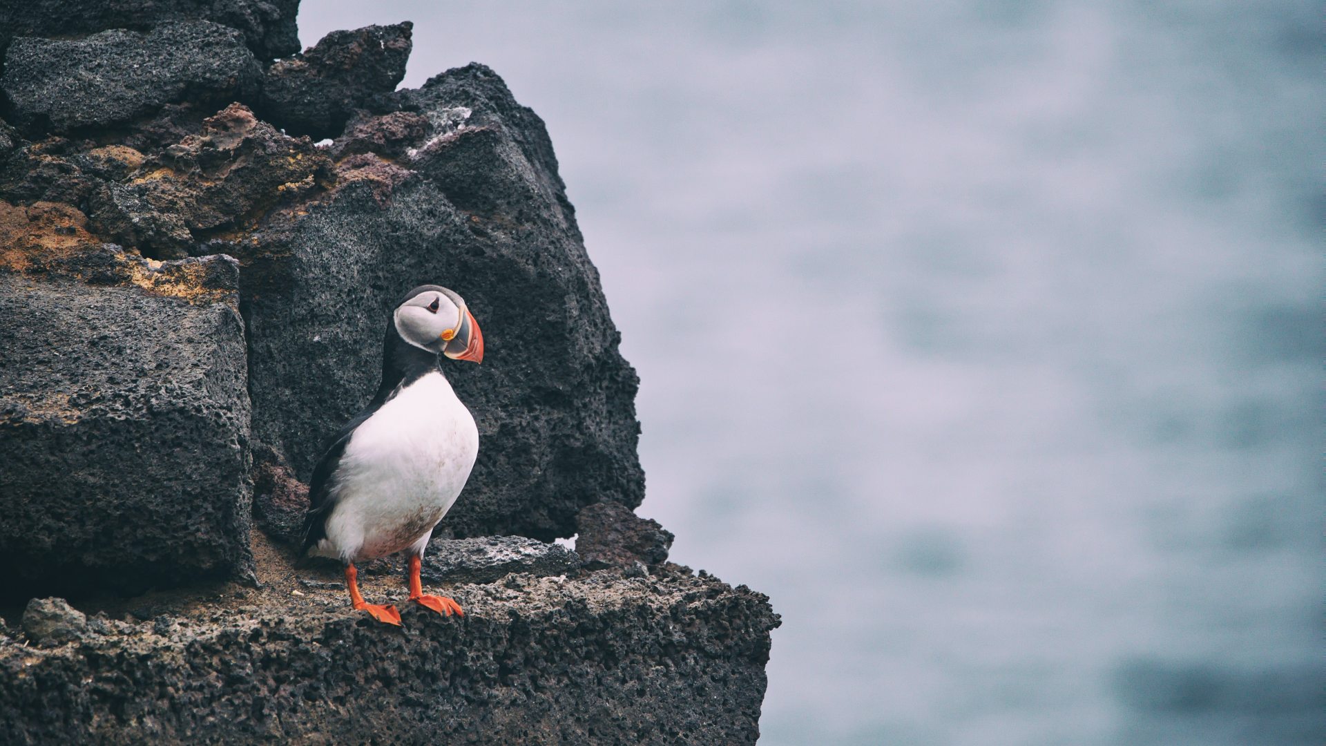 Puffins in Iceland: How, When and Where to See Them