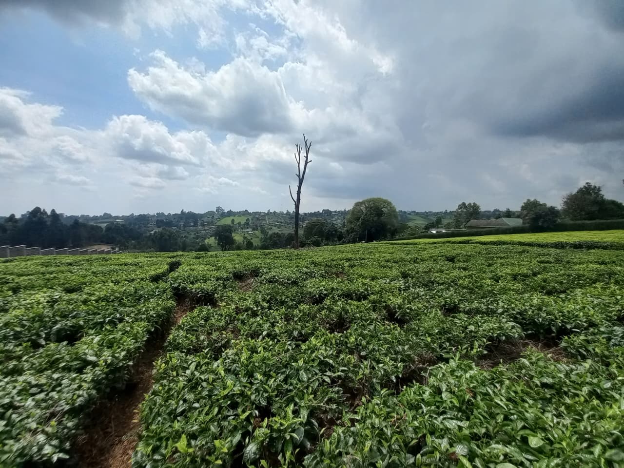 4.3 Acre Land for Sale in Githunguri (13.5m Per Acre) — photo 9