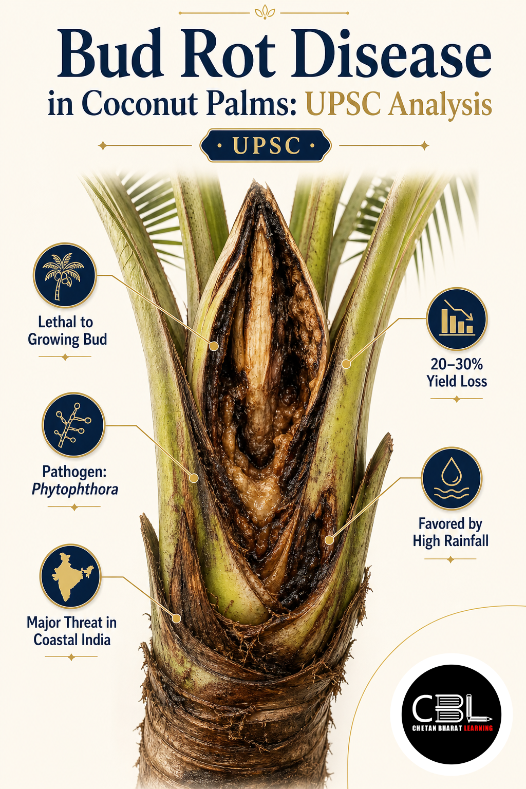Bud Rot Disease