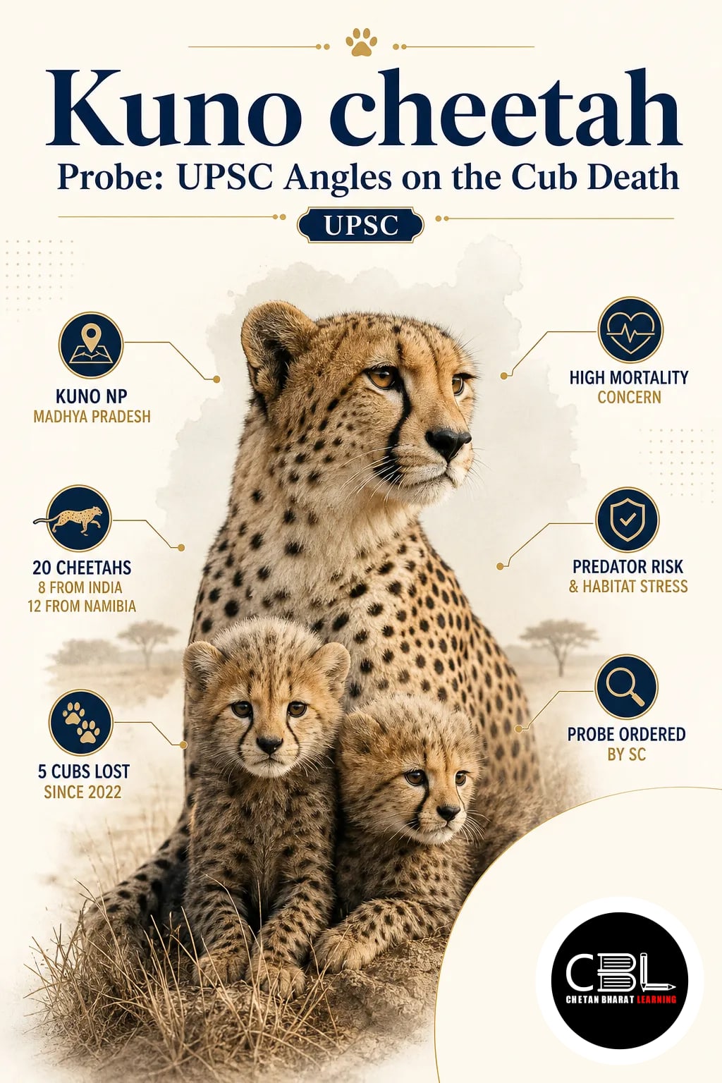 Kuno cheetah