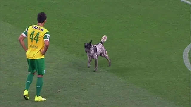 Cachorro invade gramado durante jogo entre Corinthians e Coritiba