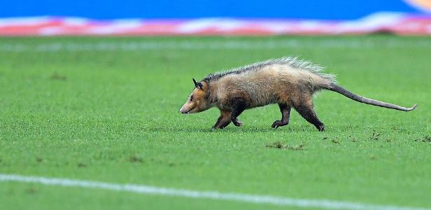 Gambá invade gramado do Maracanã antes de duelo entre Flamengo e Amazonas