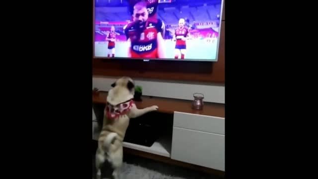 Cachorro comemora gol do Fla e vira xodó da torcida Rubro-negra