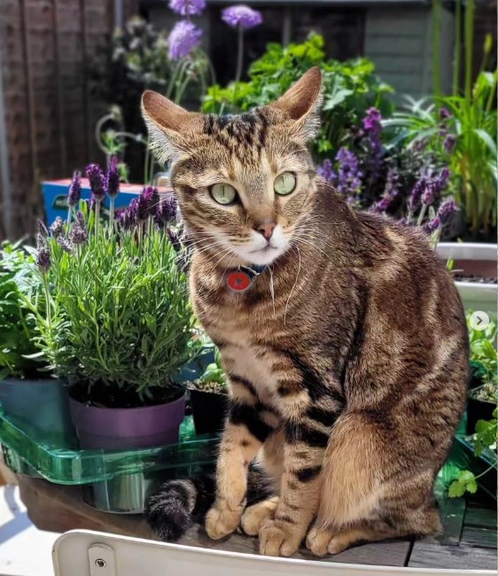 Cat missing in Liphook identibase.co.uk