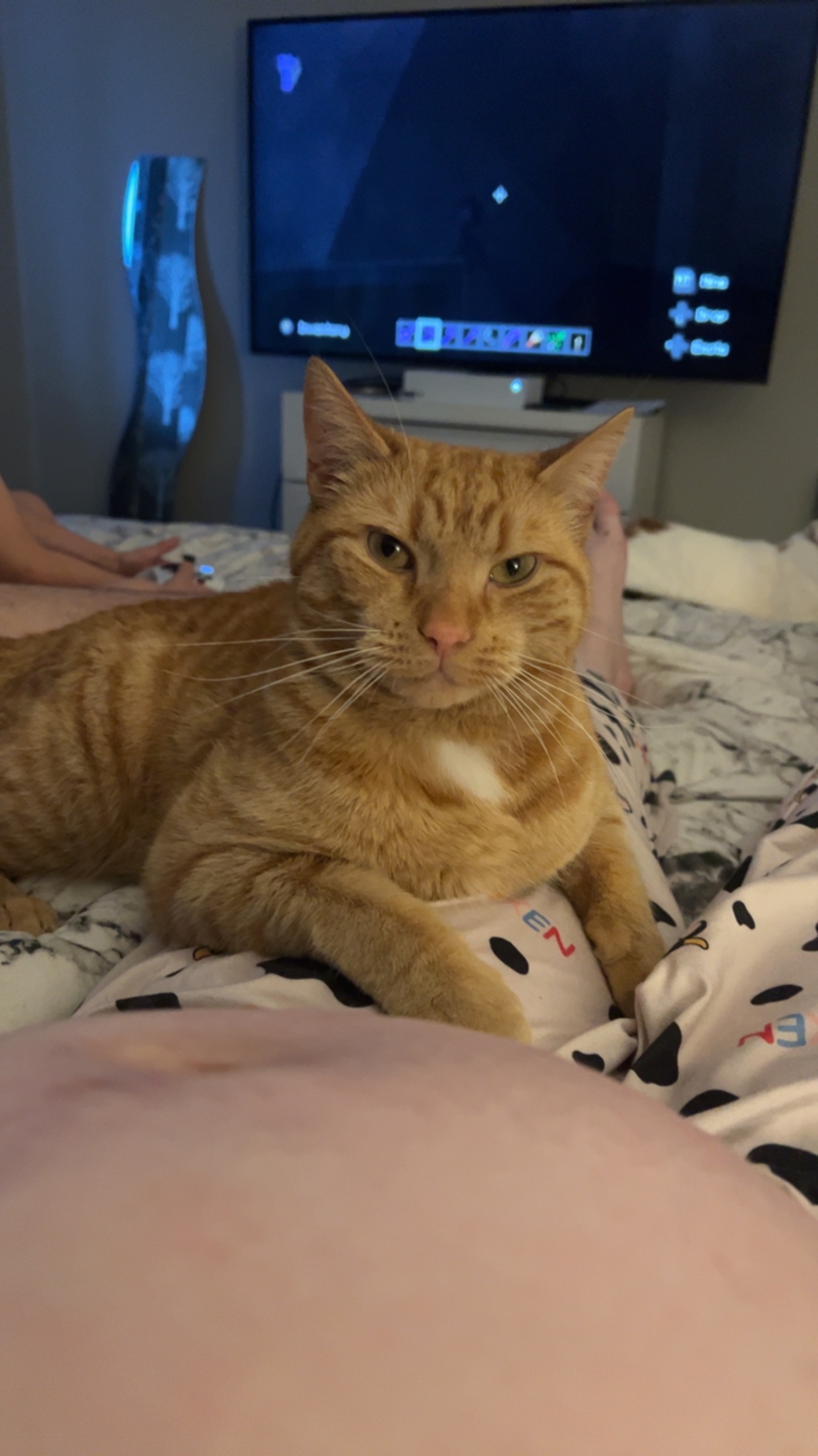 Cat missing in Grimsby identibase.co.uk