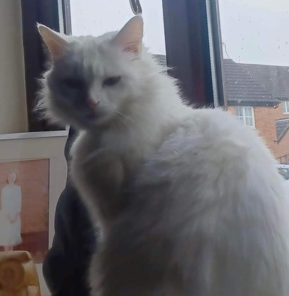 Cat stolen in Nuneaton identibase.co.uk