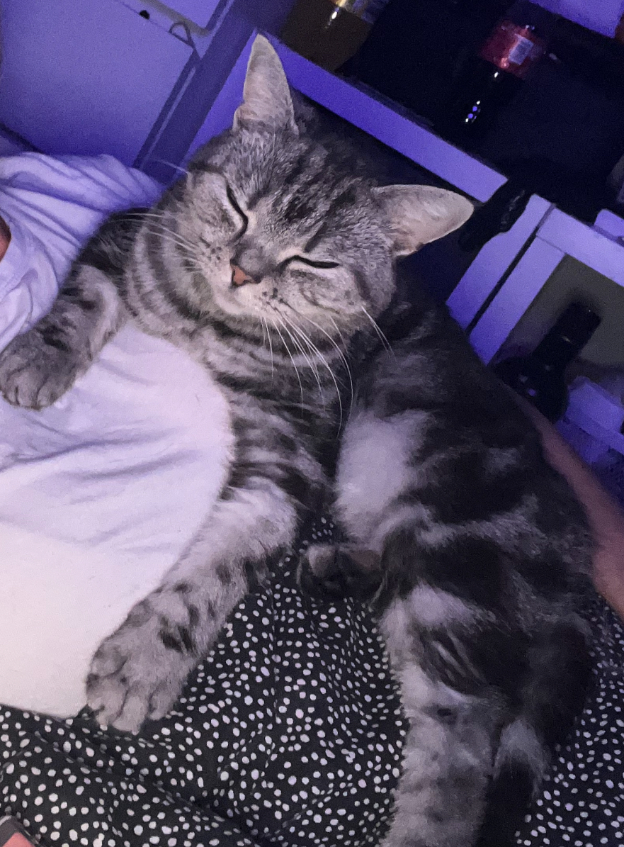 Cat missing in Birmingham | identibase.co.uk